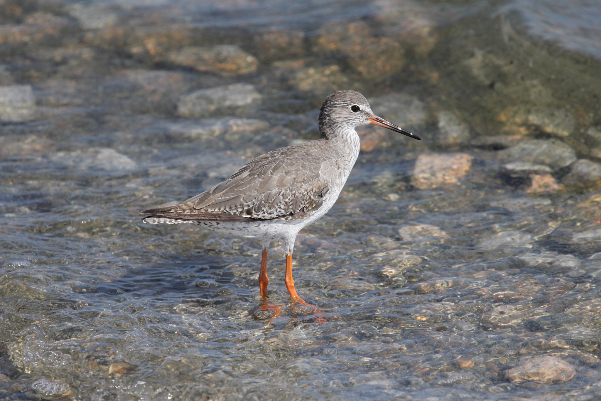 Canon EF 100-400mm F4.5-5.6L IS USM sample photo. Redshank searching for food photography