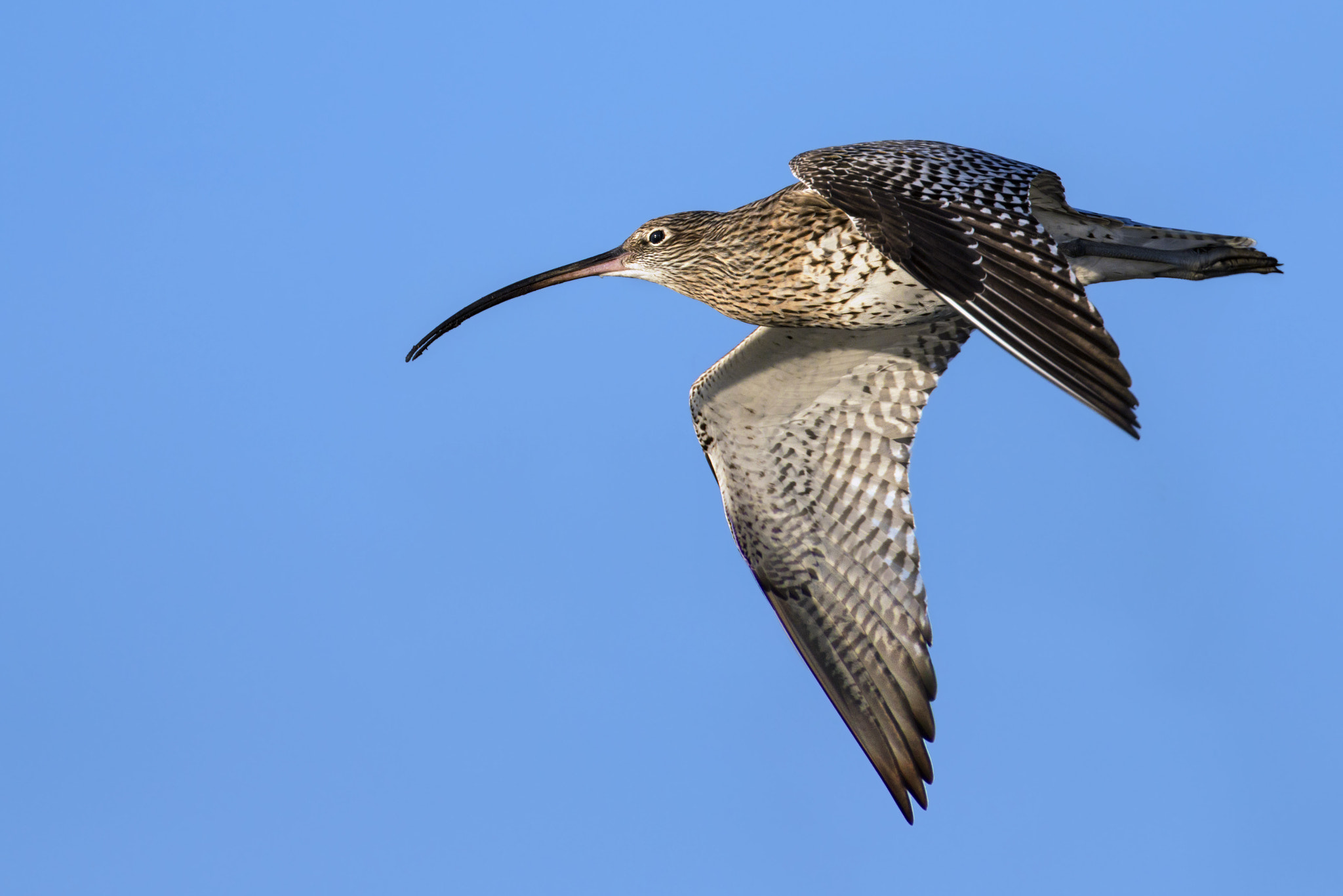 Canon EOS 70D sample photo. Eurasian curlew photography