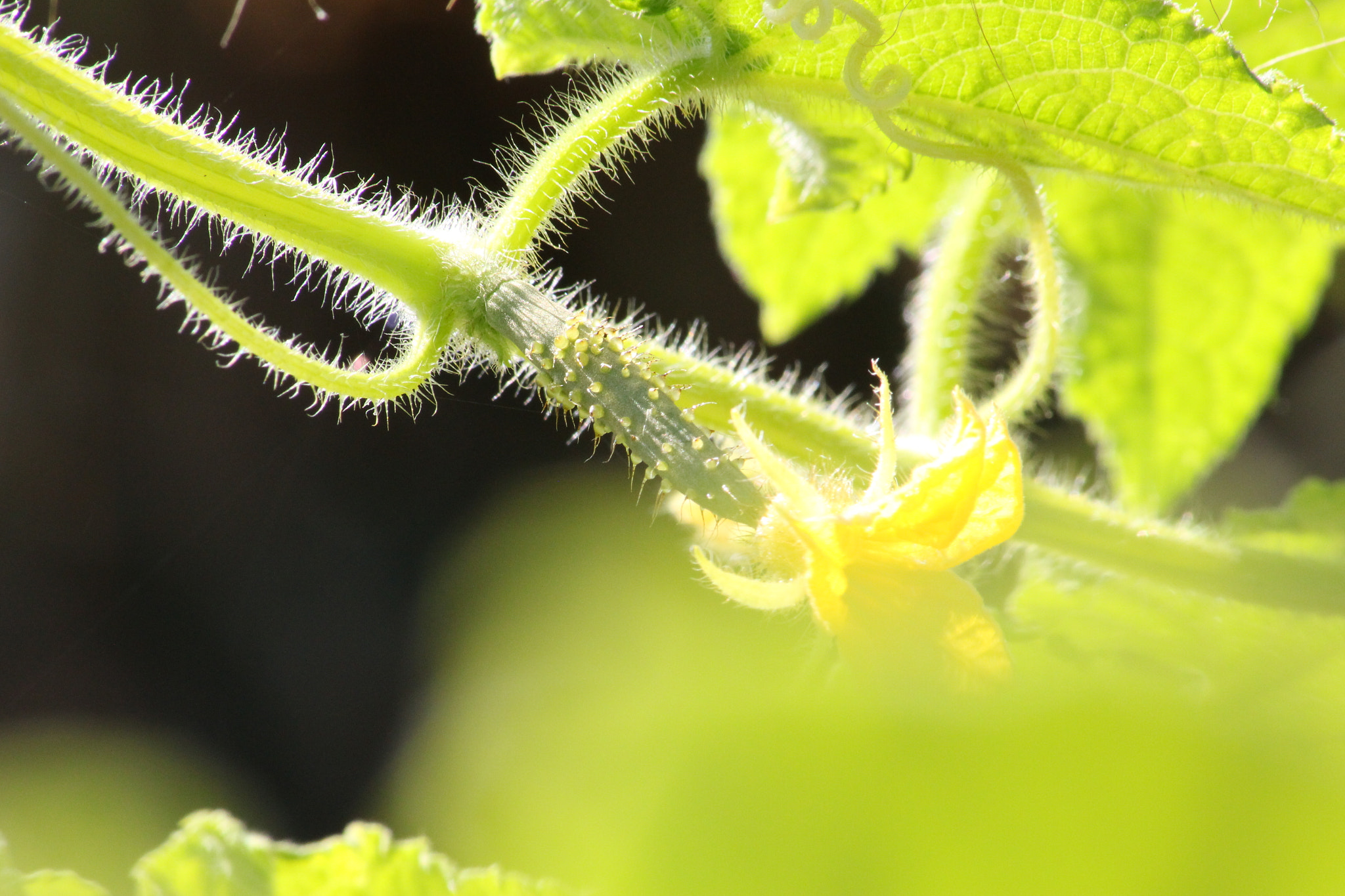 Canon EOS 100D (EOS Rebel SL1 / EOS Kiss X7) sample photo. Growing cucumber photography