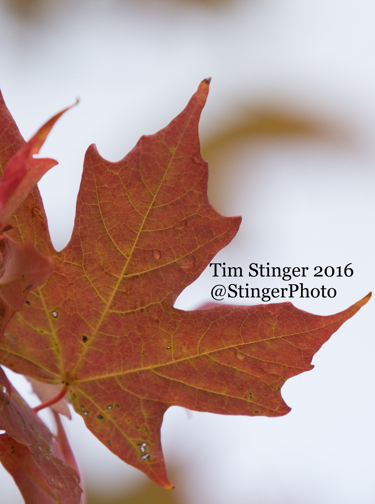 Nikon AF-S Nikkor 200-500mm F5.6E ED VR sample photo. Fall color (1) photography