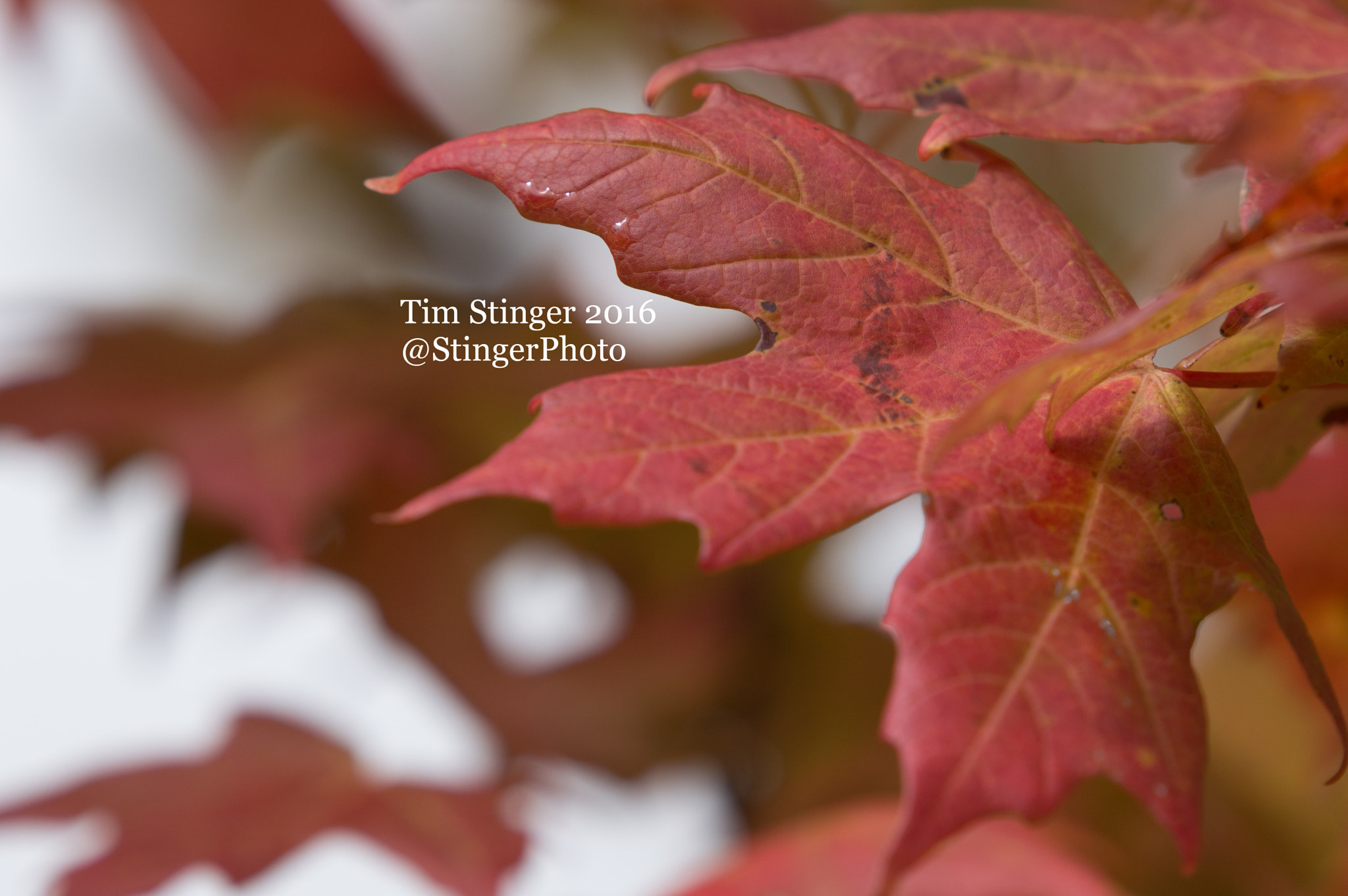 Nikon AF-S Nikkor 200-500mm F5.6E ED VR sample photo. Fall color (2) photography
