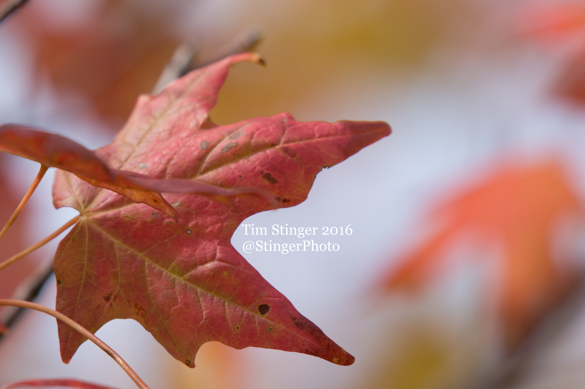 Nikon AF-S Nikkor 200-500mm F5.6E ED VR sample photo. Fall color (3) photography