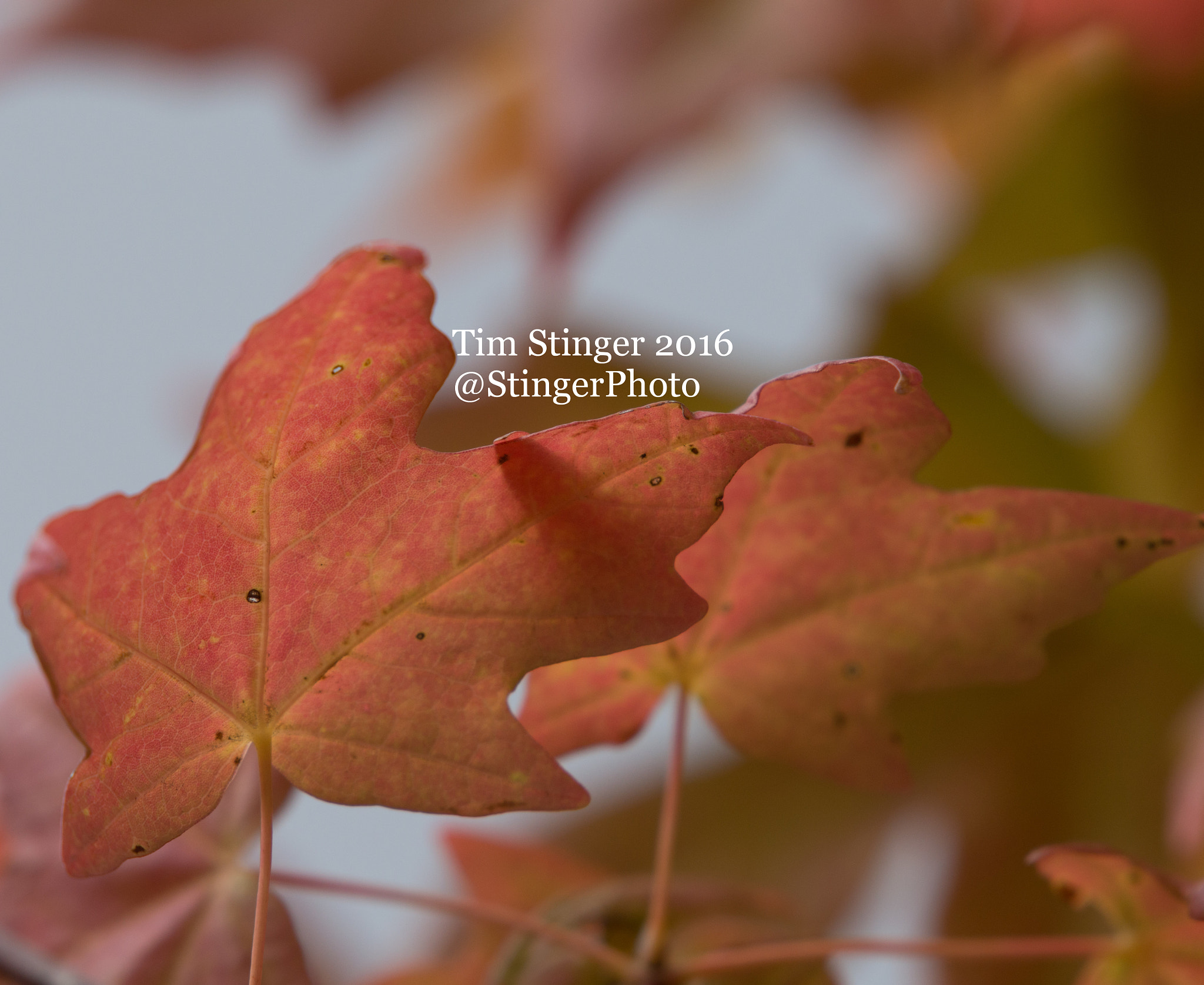 Nikon AF-S Nikkor 200-500mm F5.6E ED VR sample photo. Fall color (5) photography