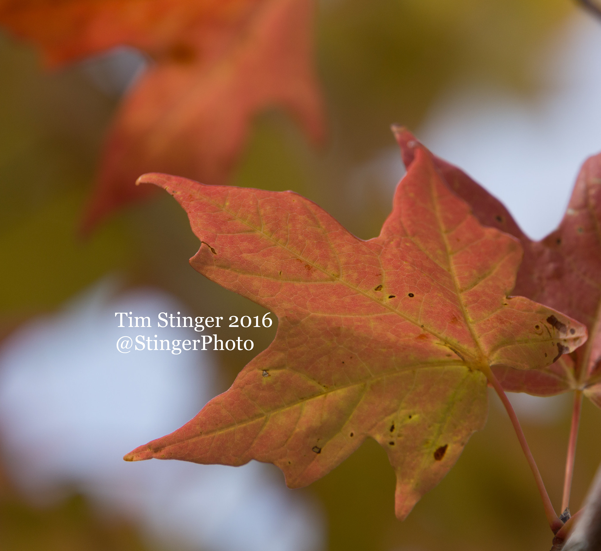 Nikon AF-S Nikkor 200-500mm F5.6E ED VR sample photo. Fall color (4) photography