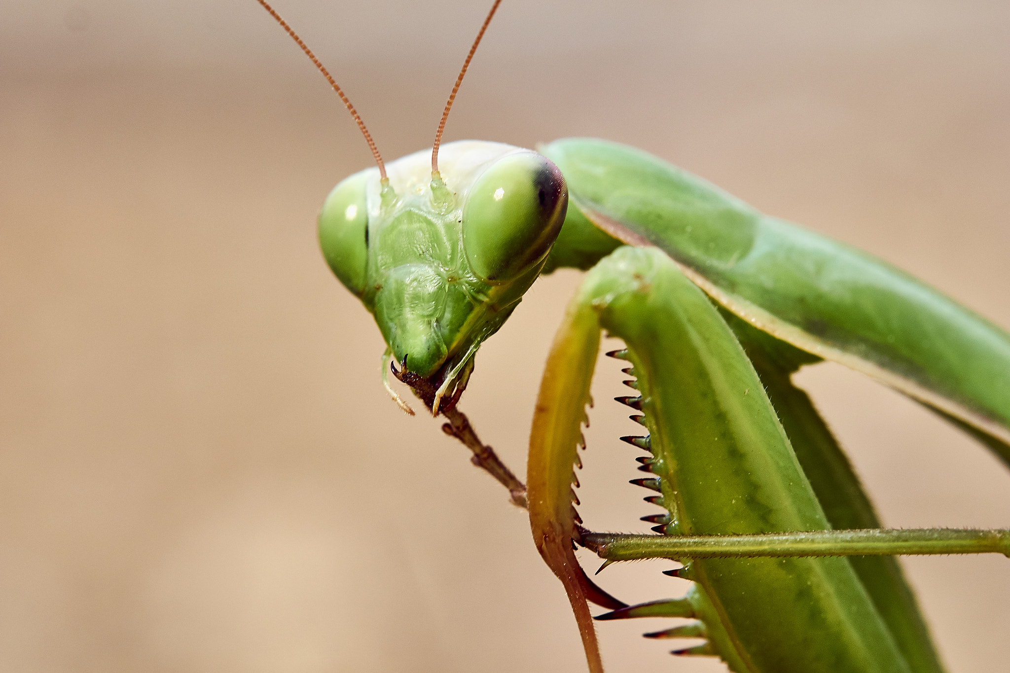 Olympus M.Zuiko Digital ED 60mm F2.8 Macro sample photo. Mantis photography