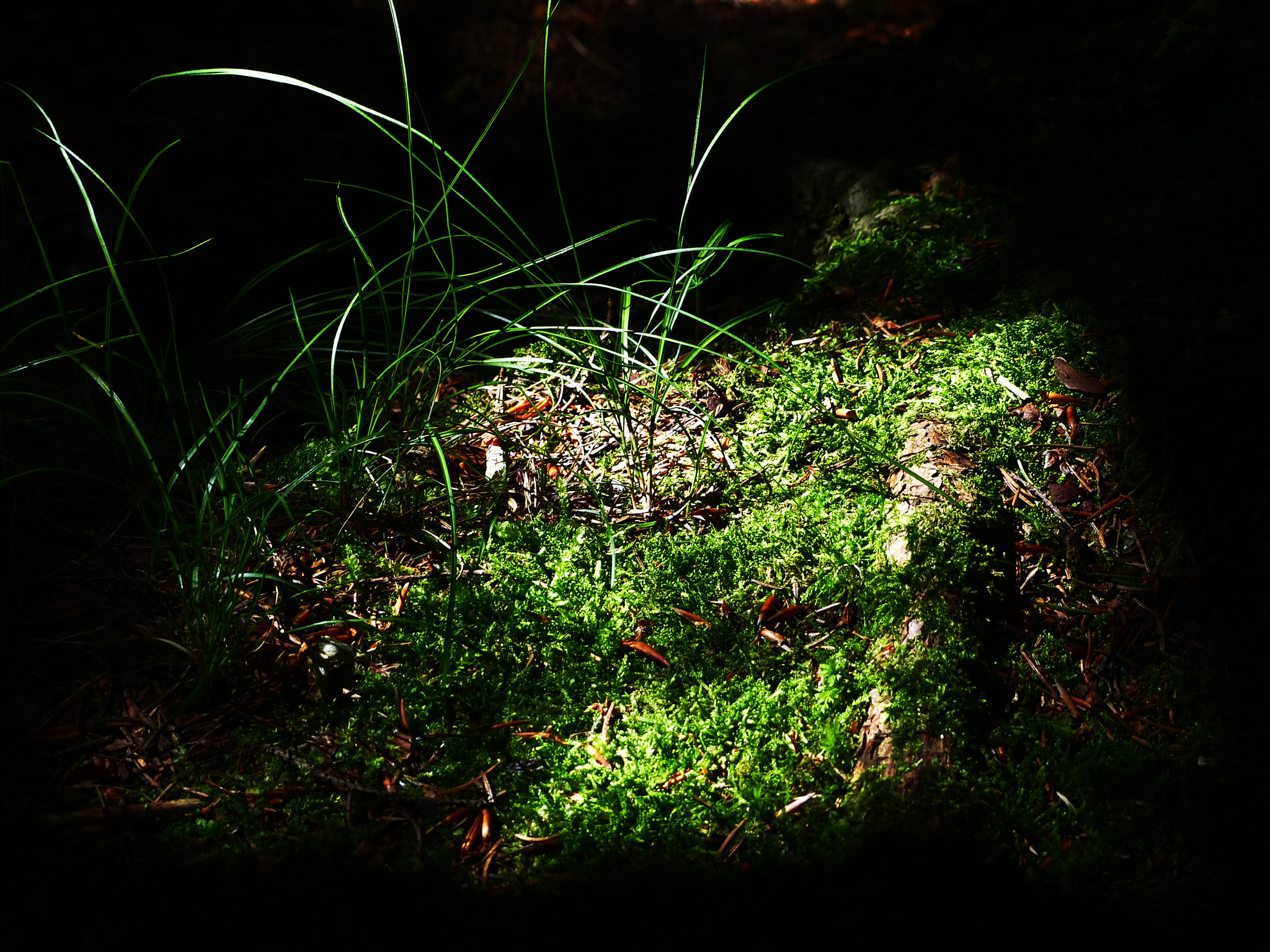 Leica V-Lux 4 sample photo. Moss on the forest floor photography