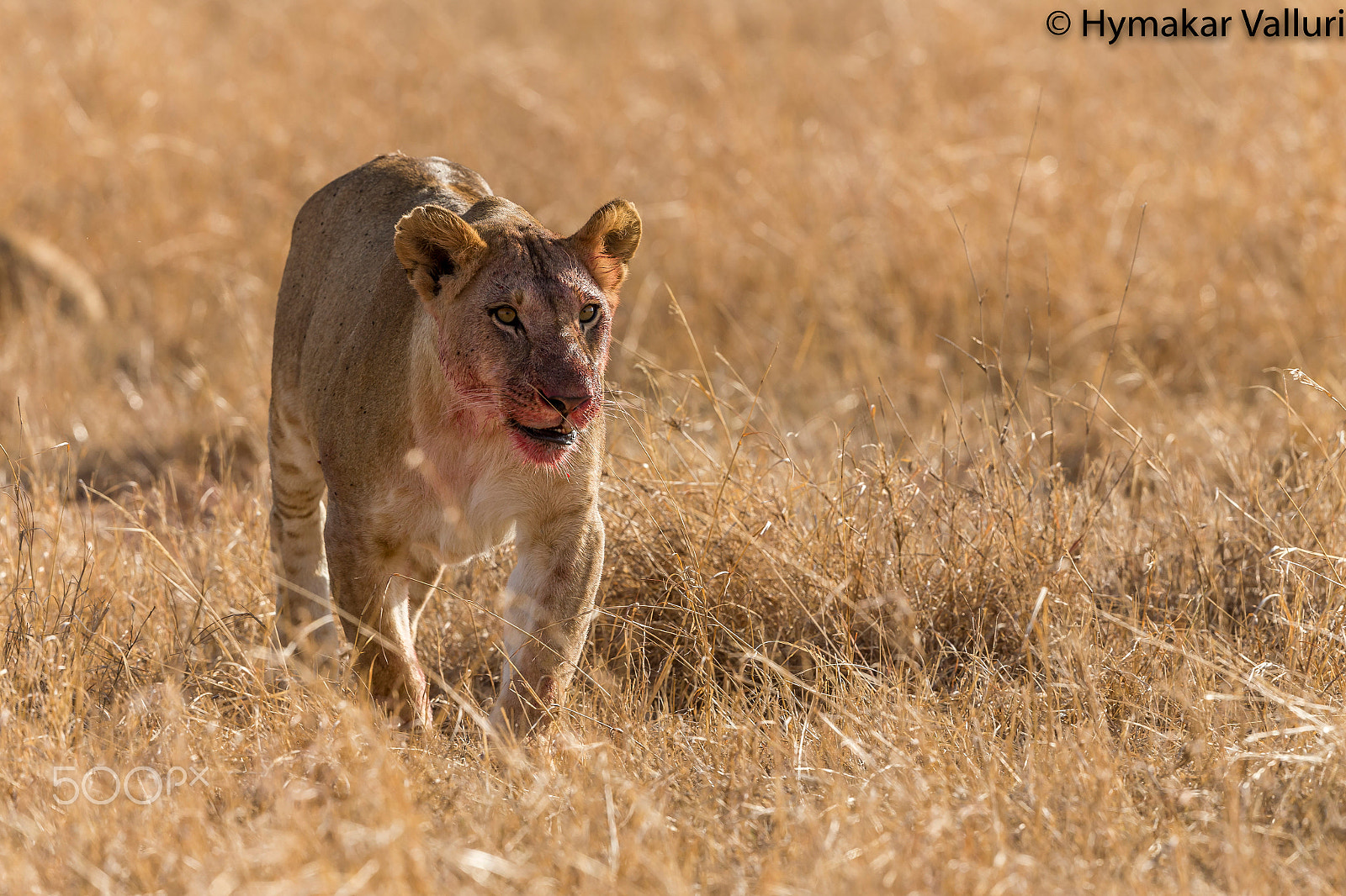Canon EF 500mm F4L IS II USM sample photo. Lion photography