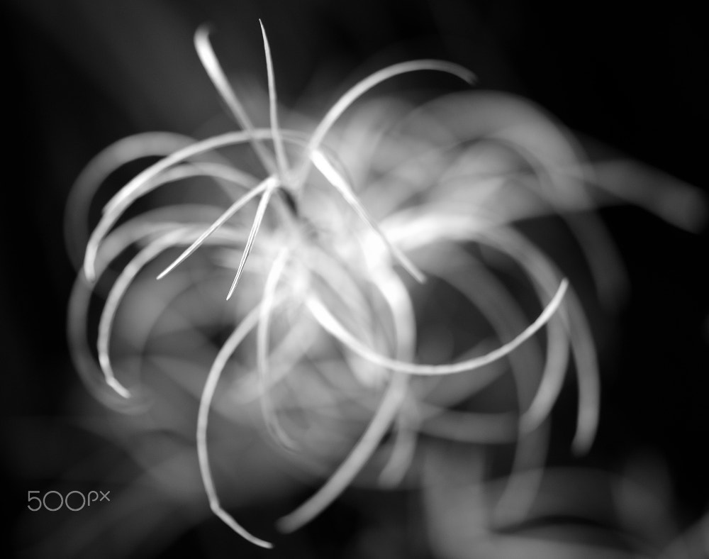 Sigma 105mm F2.8 EX DG OS HSM sample photo. Nebula photography