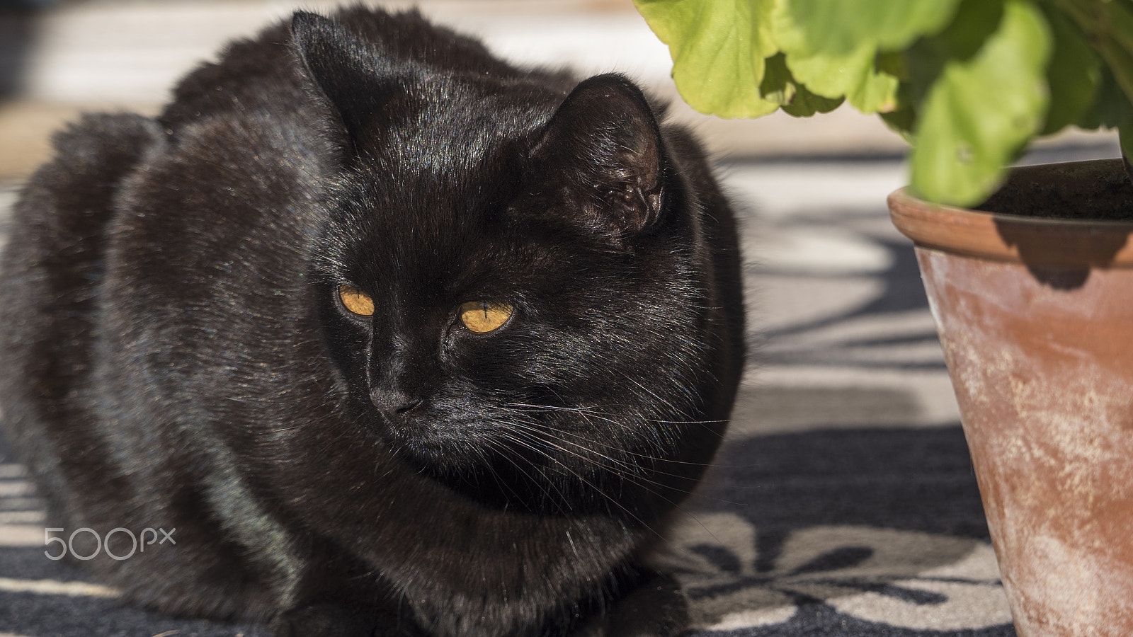Olympus OM-D E-M5 II sample photo. Sara photography
