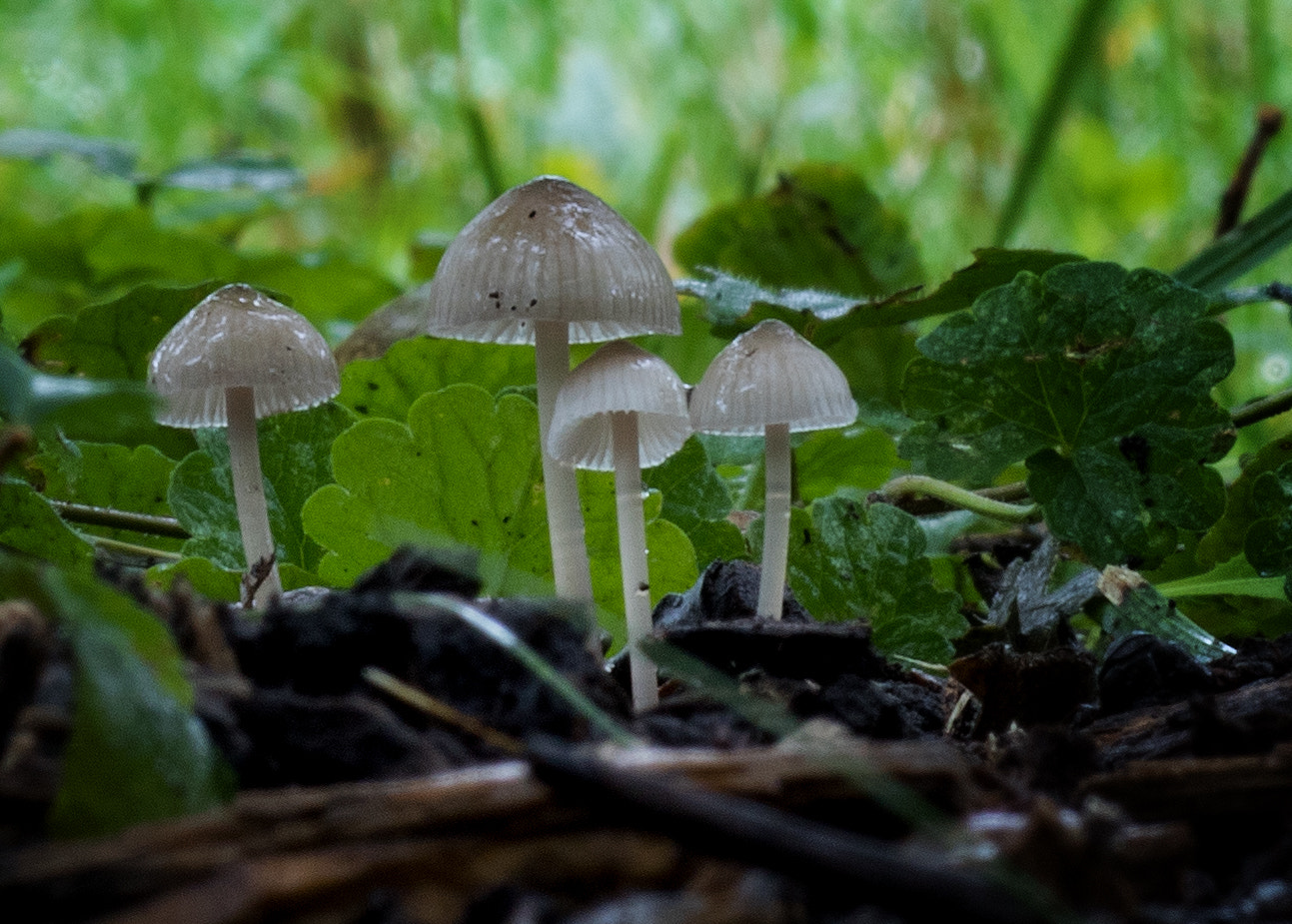 Canon EOS 760D (EOS Rebel T6s / EOS 8000D) sample photo. Parasols photography