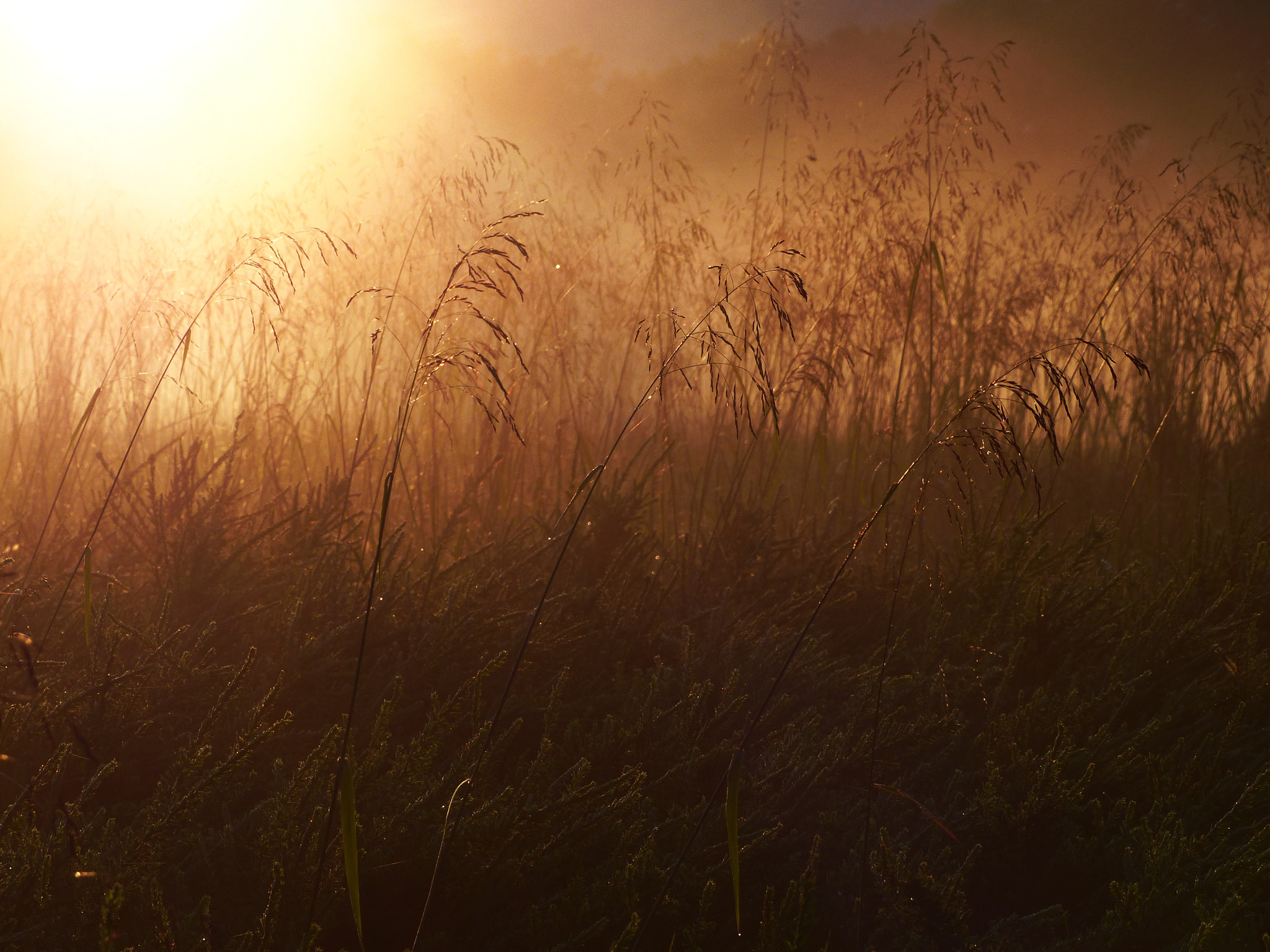 Leica V-Lux 4 sample photo. Mountain meadow morning photography