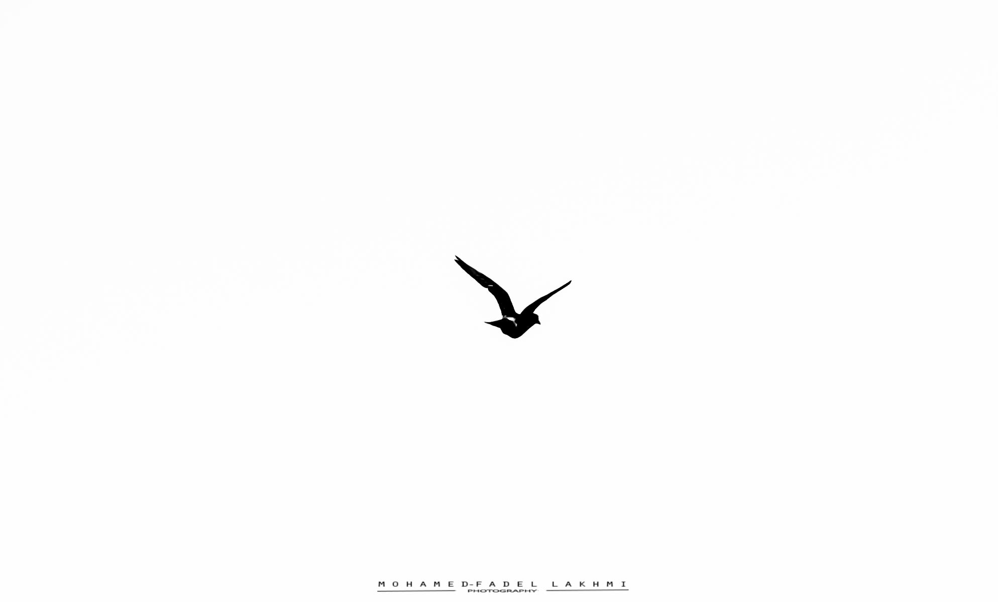 Sony DT 55-200mm F4-5.6 SAM sample photo. Flying photography