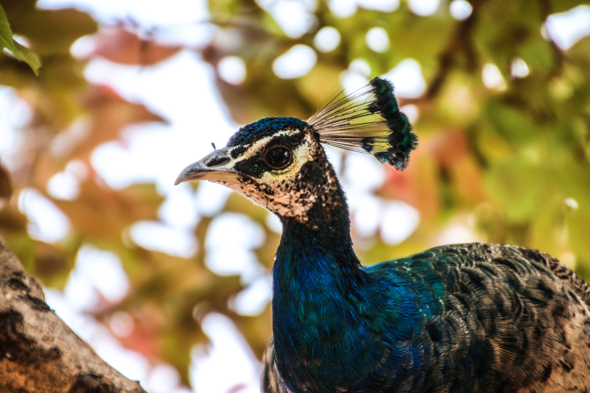 Canon EOS 650D (EOS Rebel T4i / EOS Kiss X6i) sample photo. Peacock photography