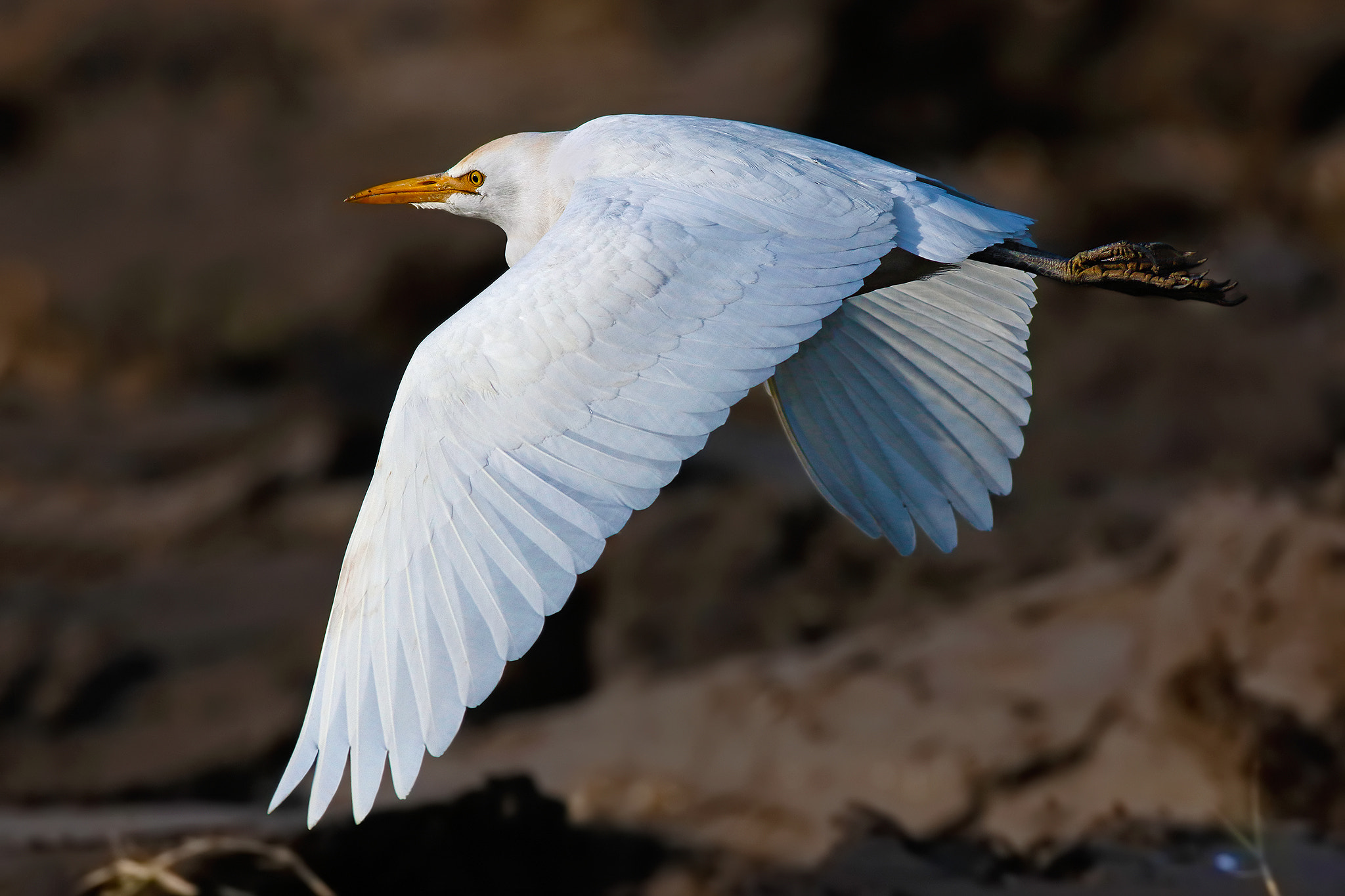 Canon EOS 7D Mark II sample photo. Cattle egret photography