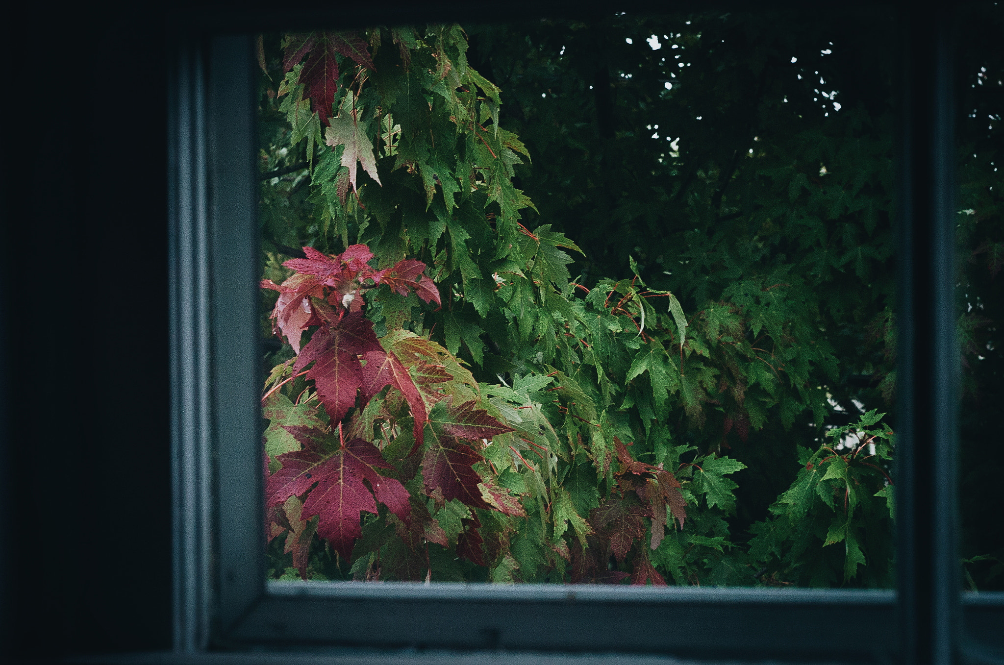 Nikon D2H sample photo. Fall through a window photography