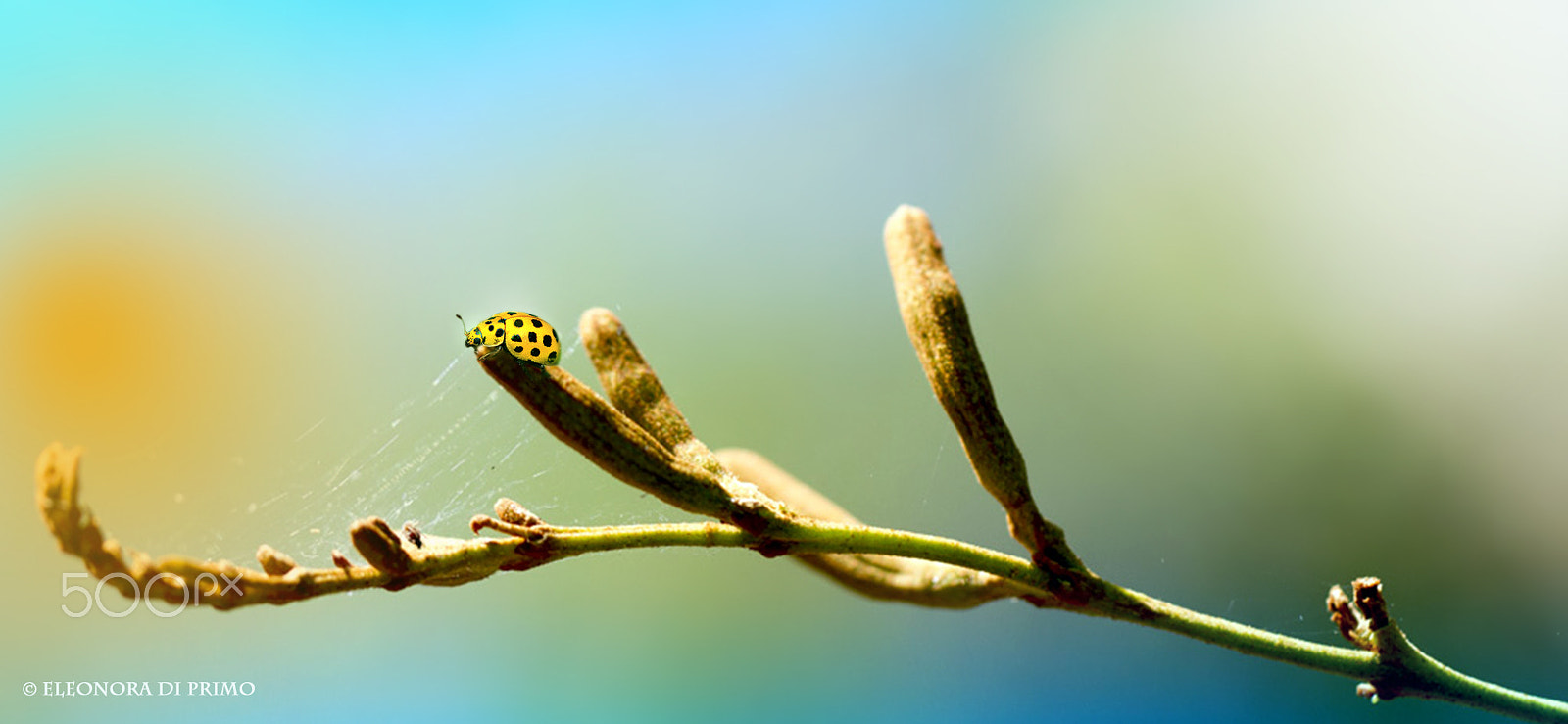 Canon EOS 7D + Canon EF 100mm F2.8L Macro IS USM sample photo. Buon giorno,"fingers"... photography