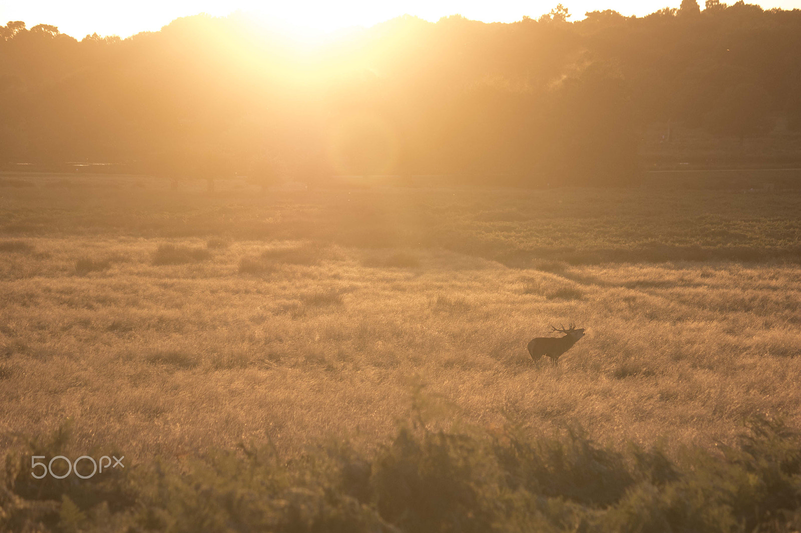 Canon EOS 7D Mark II + Canon EF-S 55-250mm F4-5.6 IS sample photo. The bellowing stag at dusk photography