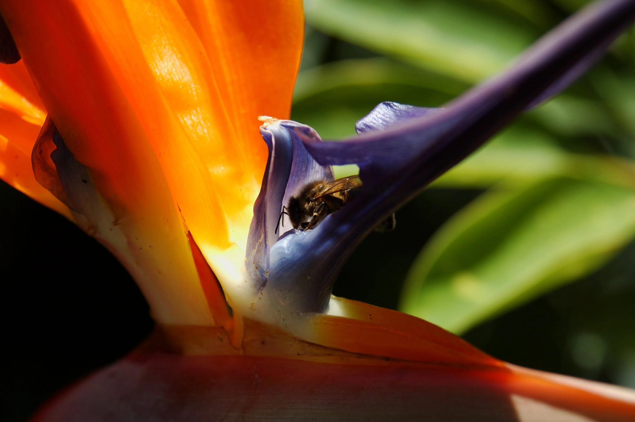 AF Zoom-Nikkor 28-80mm f/3.3-5.6G sample photo. Abeja en ave del paraiso photography