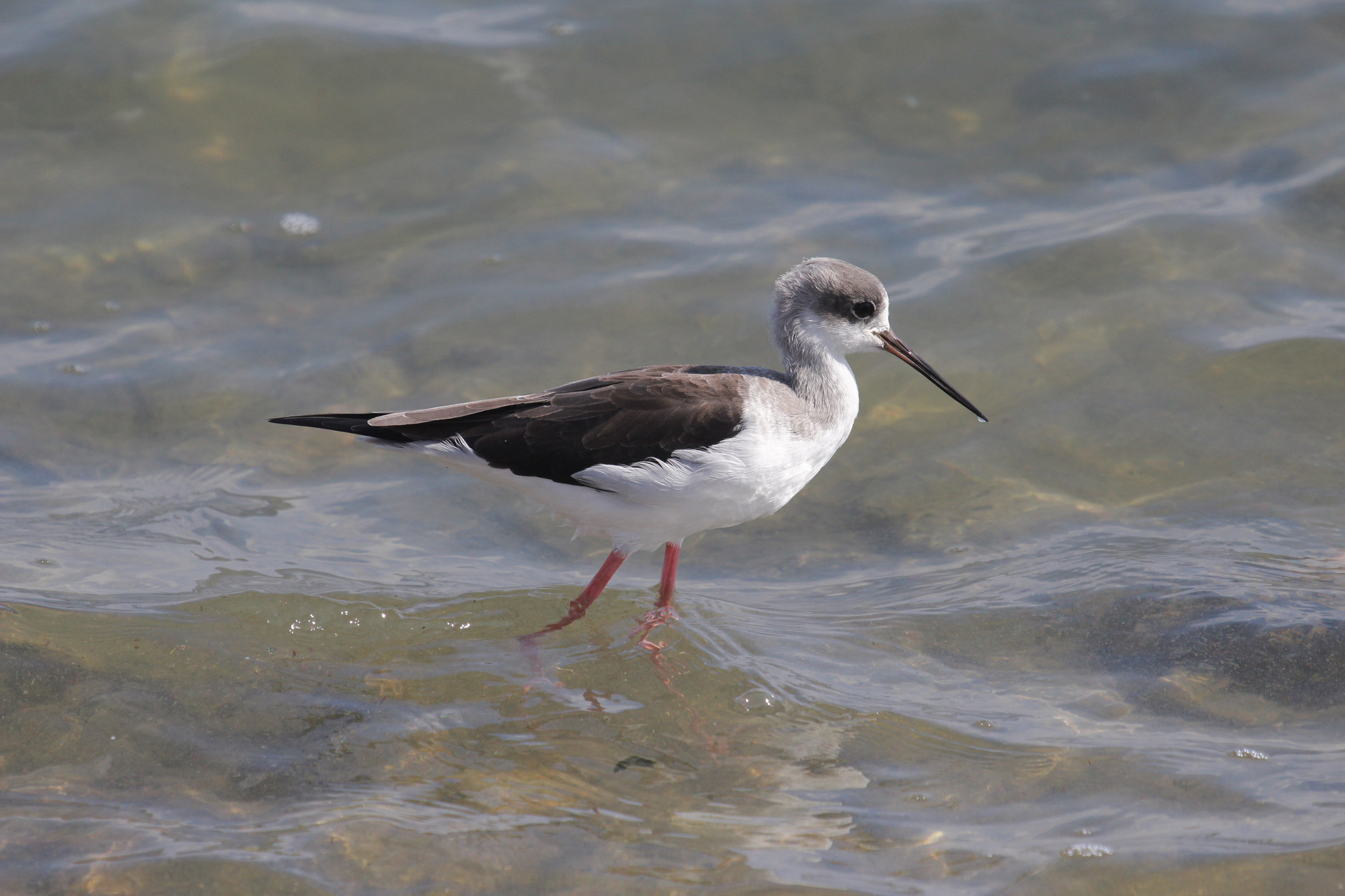 Canon EF 100-400mm F4.5-5.6L IS USM sample photo. Black winged stilt photography