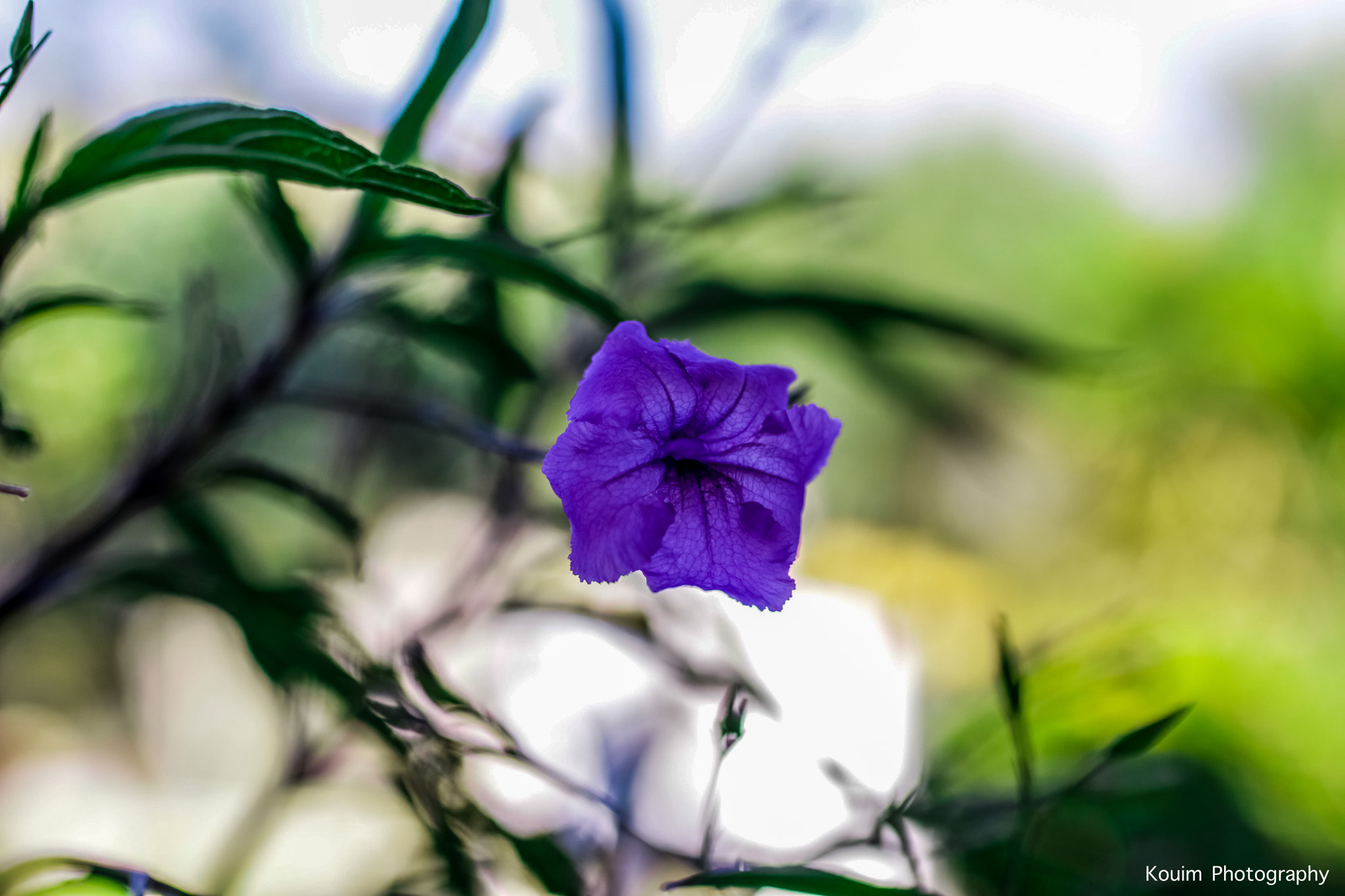 Canon EOS 80D + Sigma 35mm F1.4 DG HSM Art sample photo. Purple flower photography