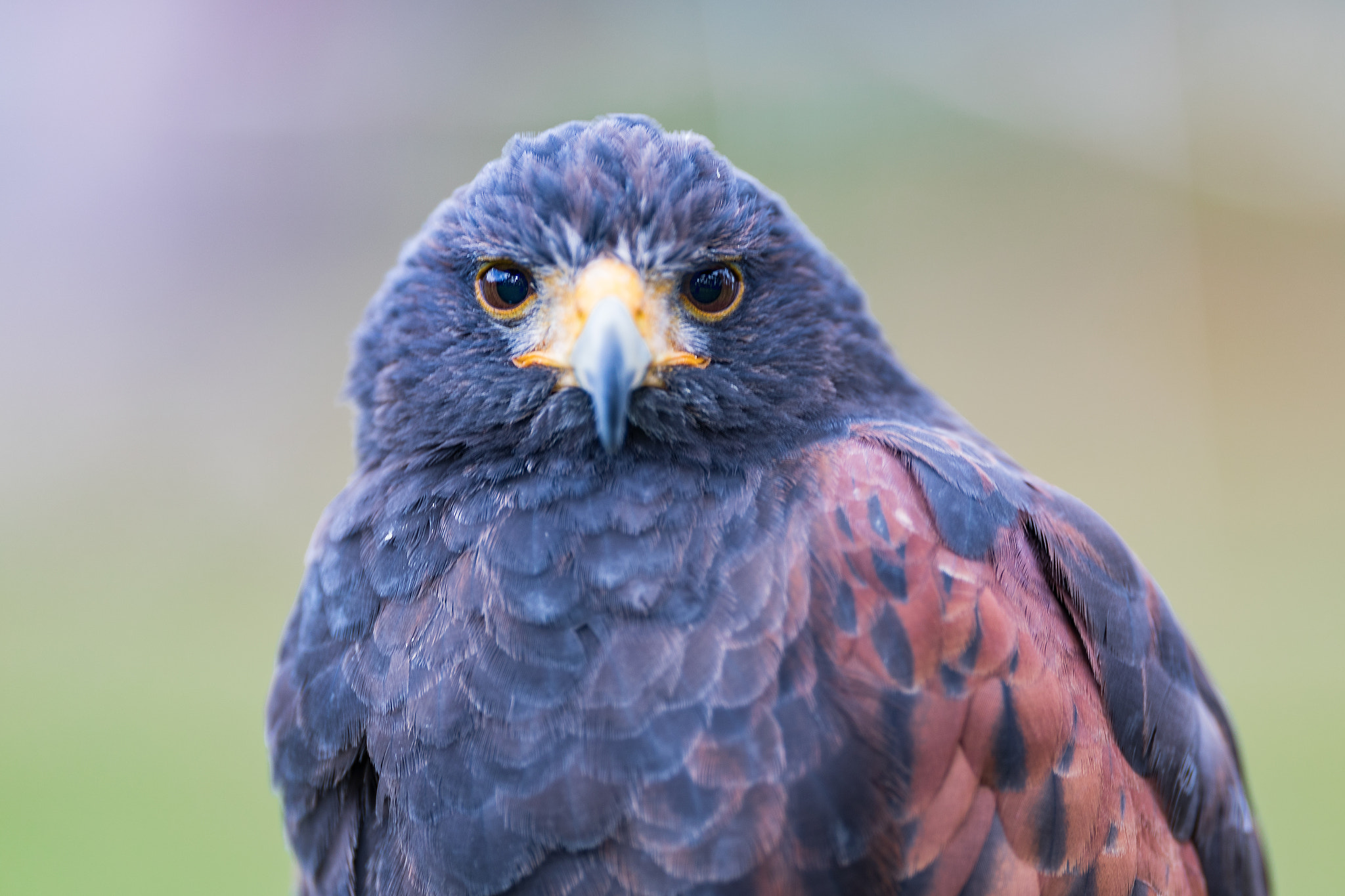 Canon EF 200mm F2L IS USM sample photo. Max photography