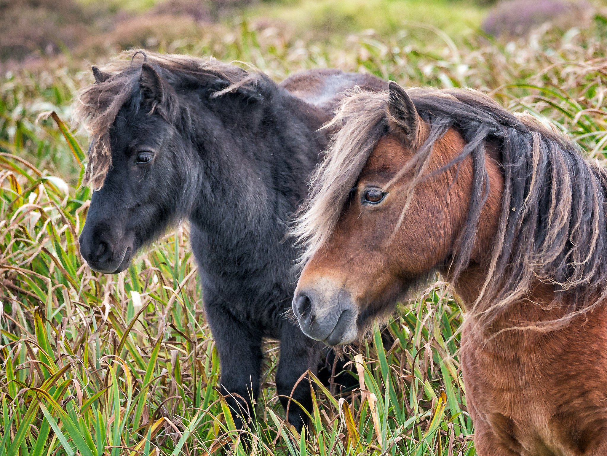 LEICA DG 100-400/F4.0-6.3 sample photo. Eriskay pony pair photography