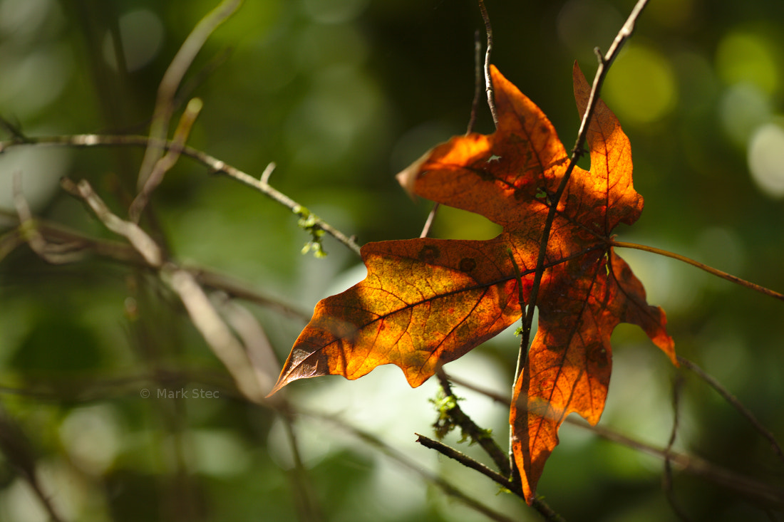 Canon EOS 5D Mark II sample photo. Autumn leaf photography