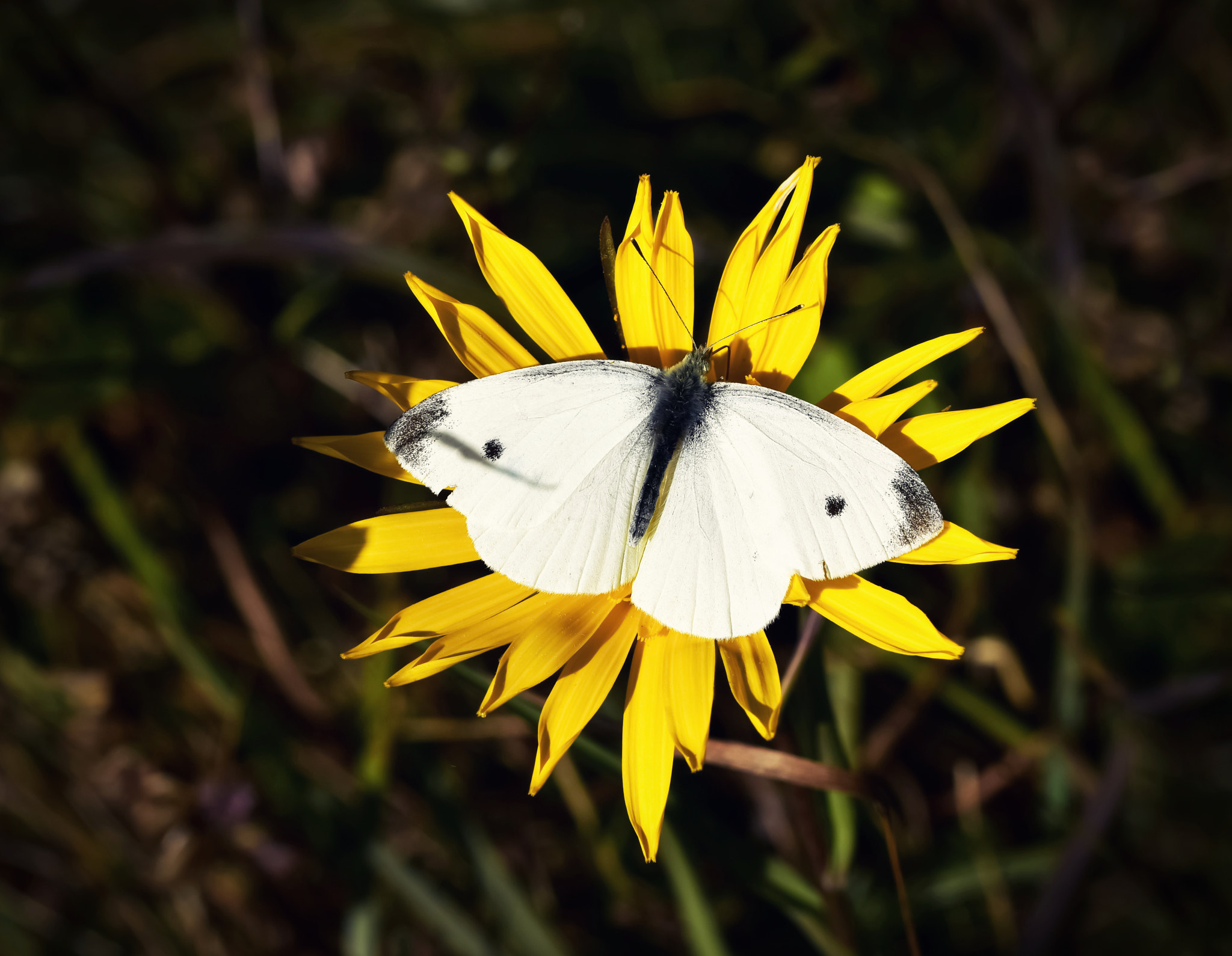 Nikon D5500 + Tamron SP 90mm F2.8 Di VC USD 1:1 Macro (F004) sample photo. Tired white butterfly on yellow flower photography