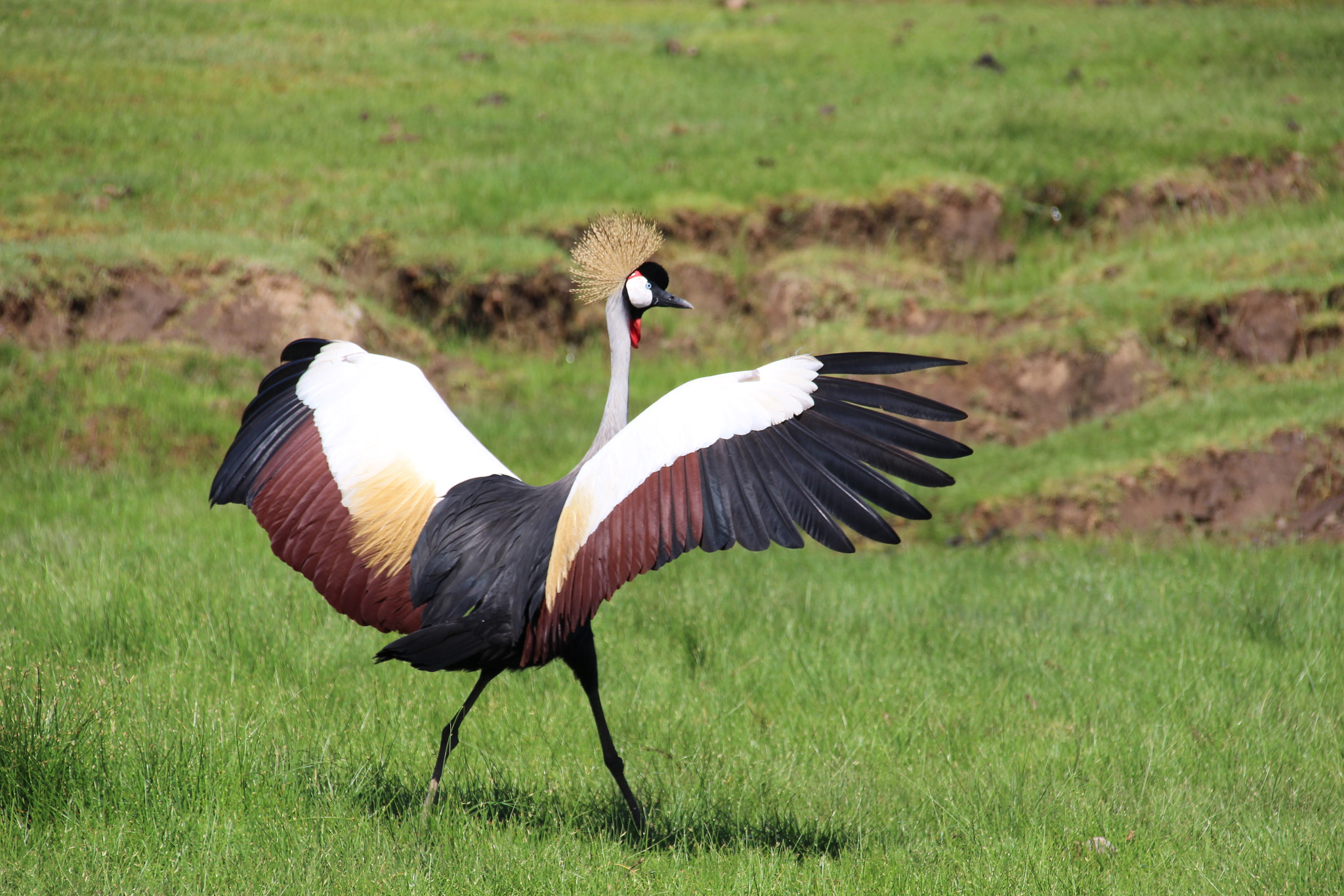 Canon EF 75-300mm F4.0-5.6 IS USM sample photo. Grey crowned crane photography