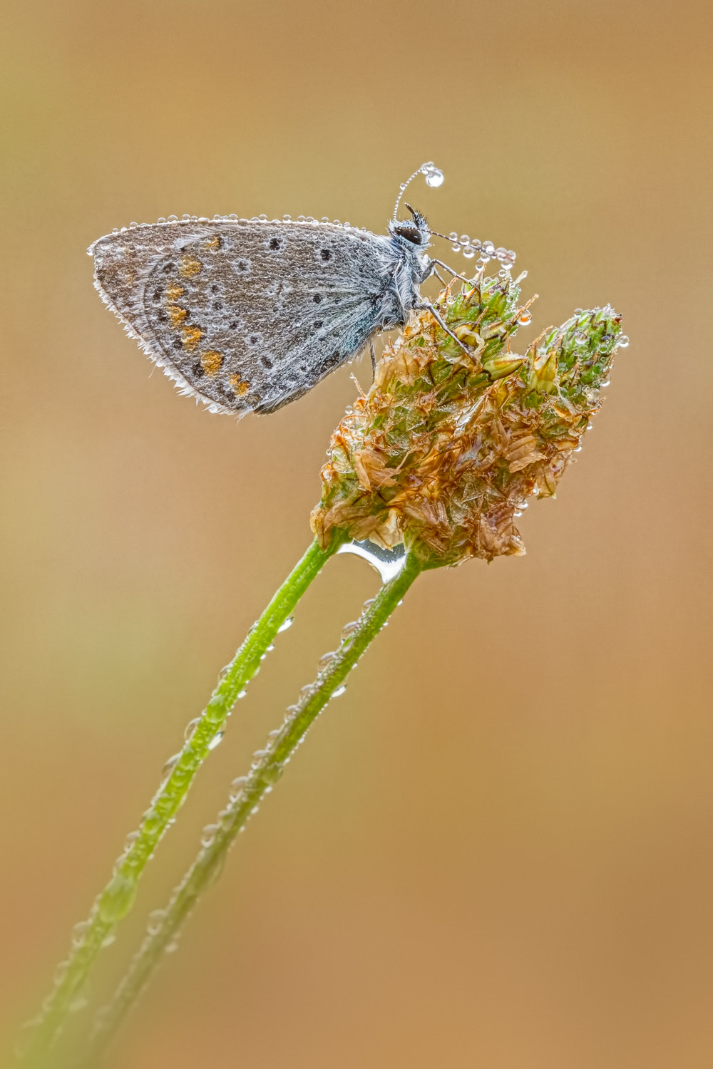 Canon EOS 7D sample photo. The weight of the dewdrops photography