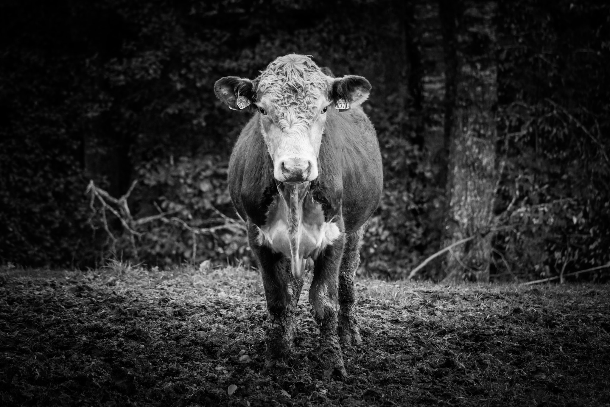 Canon EOS M3 sample photo. Cattle - no 0311 photography