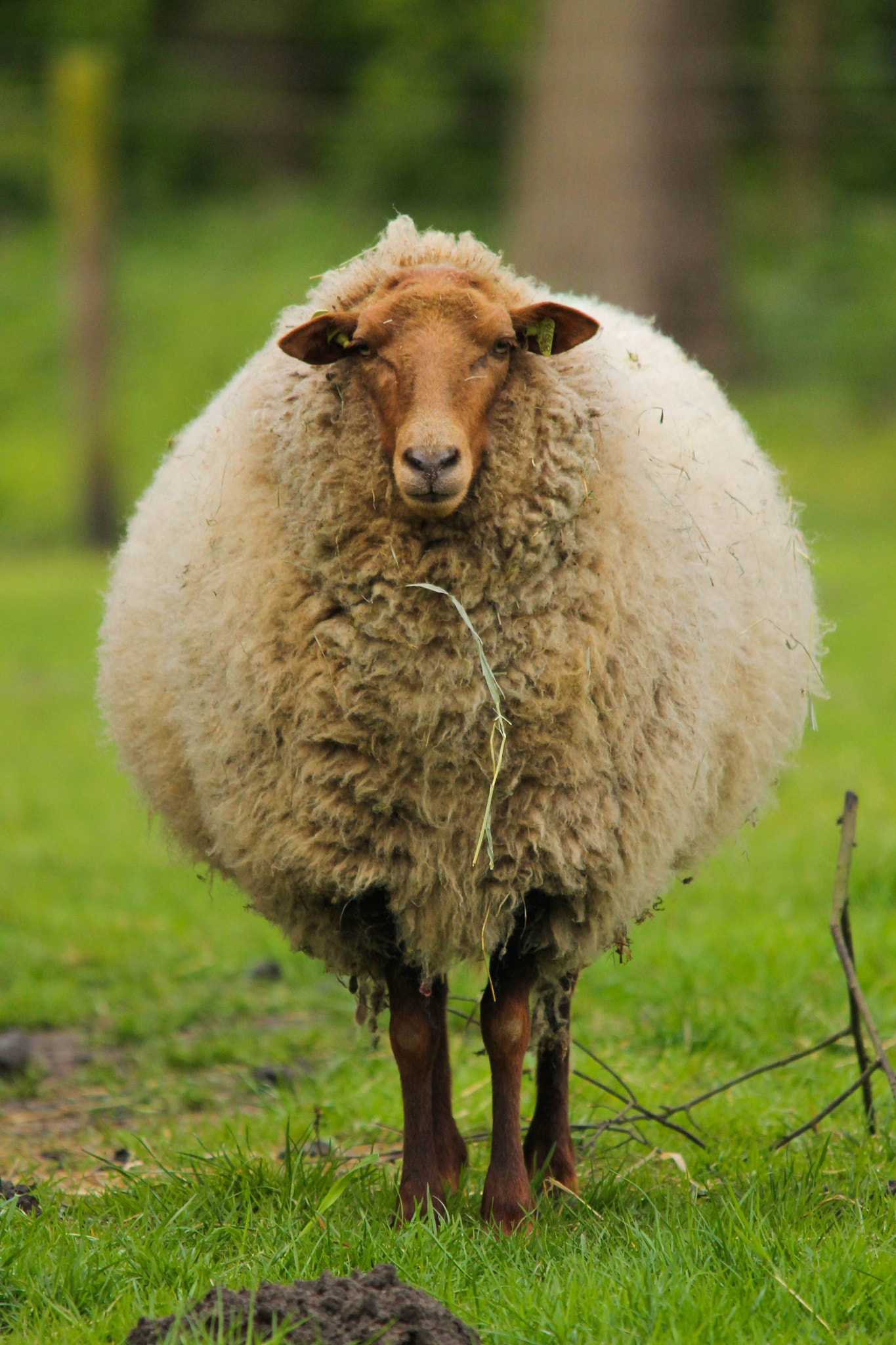 Sigma 150-500mm F5-6.3 DG OS HSM sample photo. Sheep photography