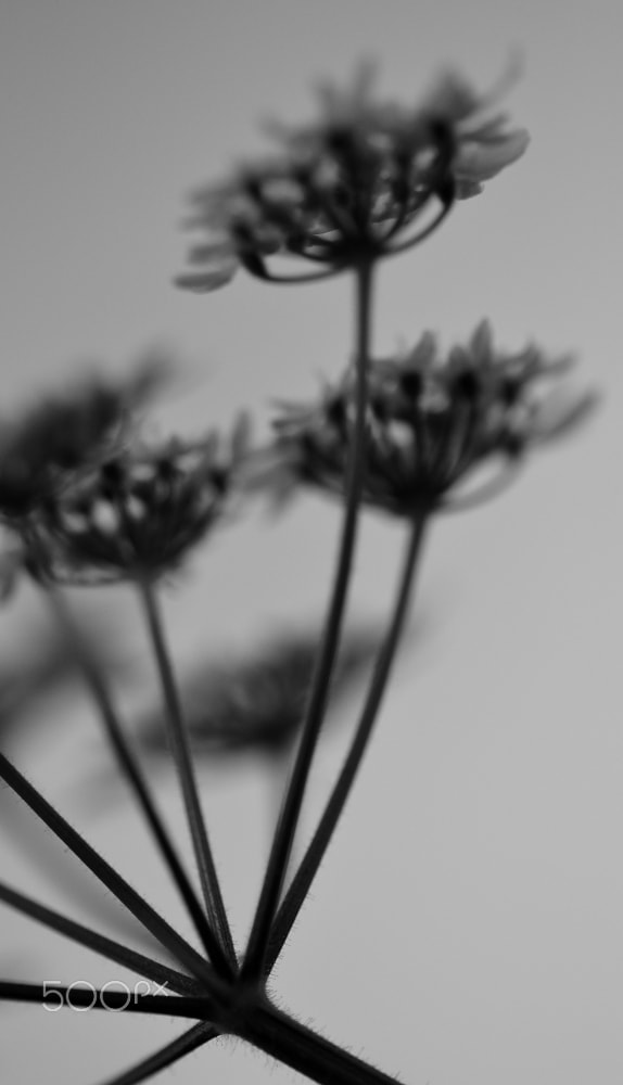 Sigma 105mm F2.8 EX DG OS HSM sample photo. Flower carousel photography