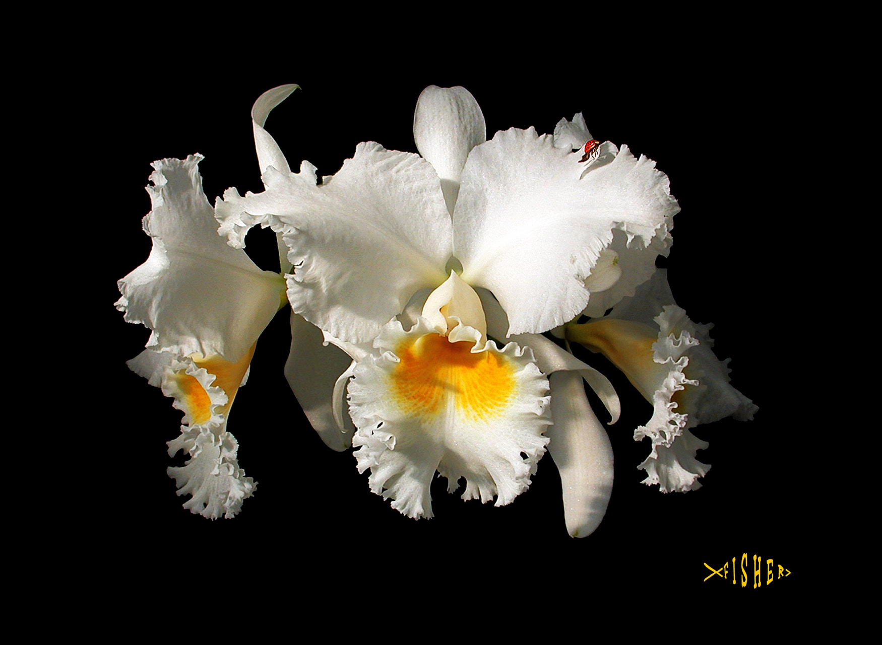 Nikon E995 sample photo. C bob betts w lady bug photography