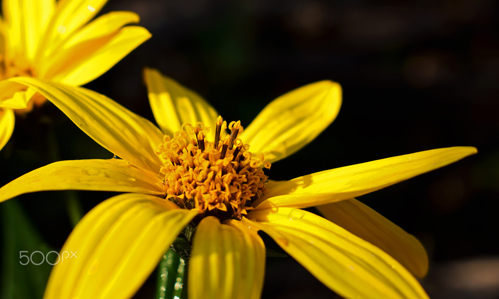 Nikon D3300 + Sigma 18-125mm F3.8-5.6 DC OS HSM sample photo. Yellow wild sunflower photography