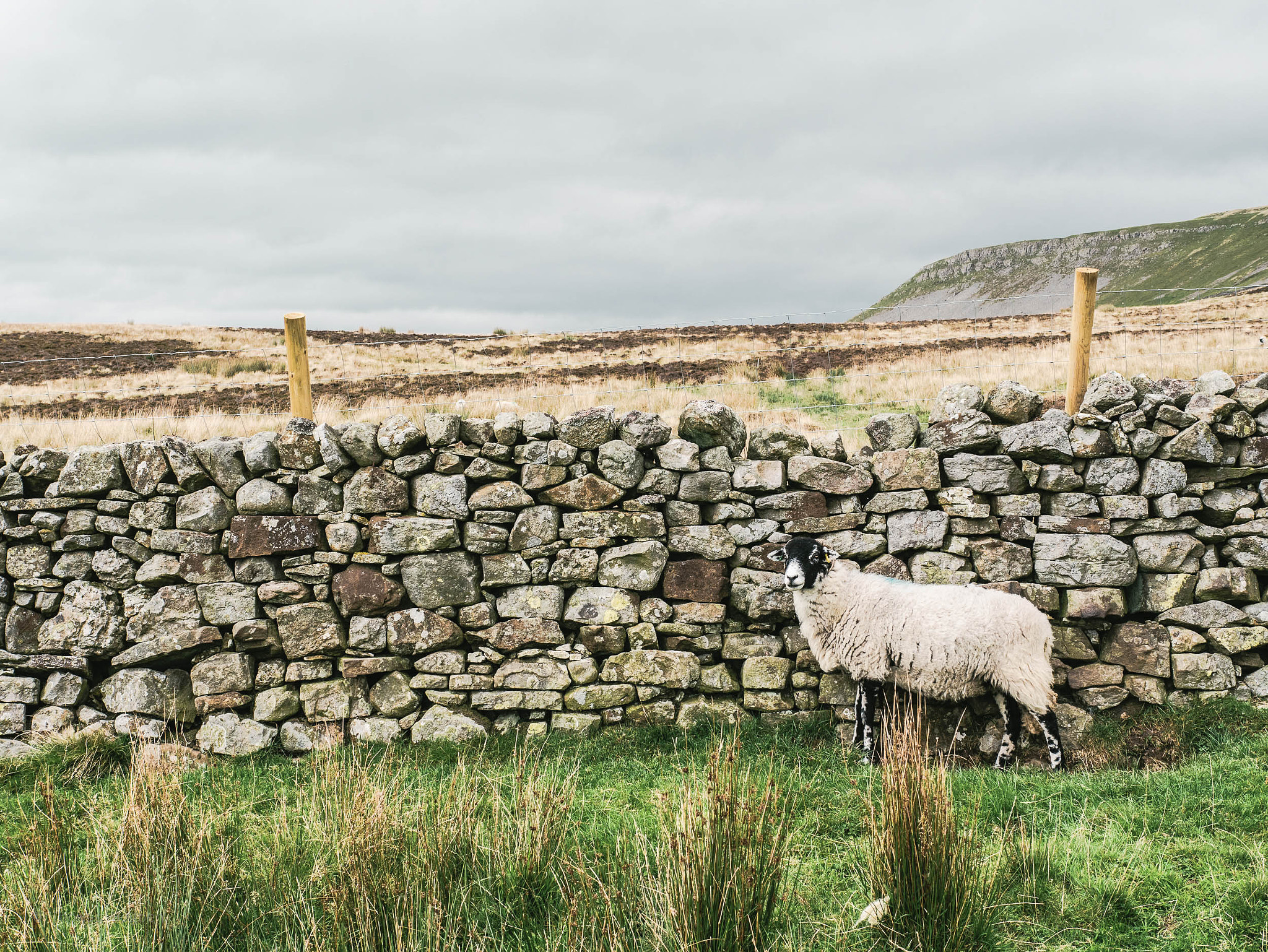 Panasonic Lumix DMC-GX85 (Lumix DMC-GX80 / Lumix DMC-GX7 Mark II) sample photo. Sheep photography