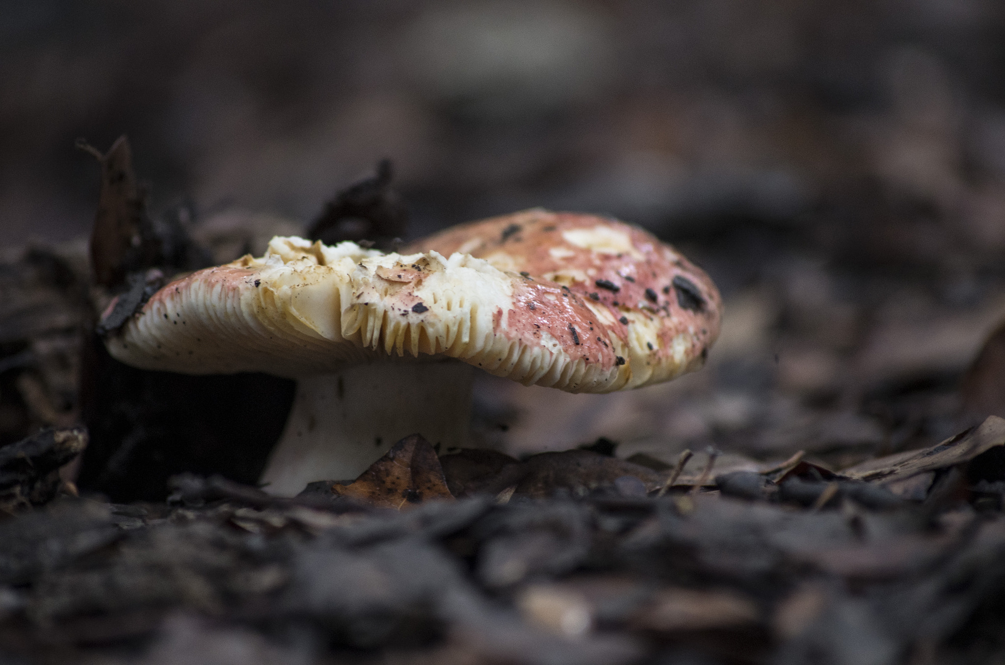 Pentax K-50 + Sigma sample photo. Fungo photography