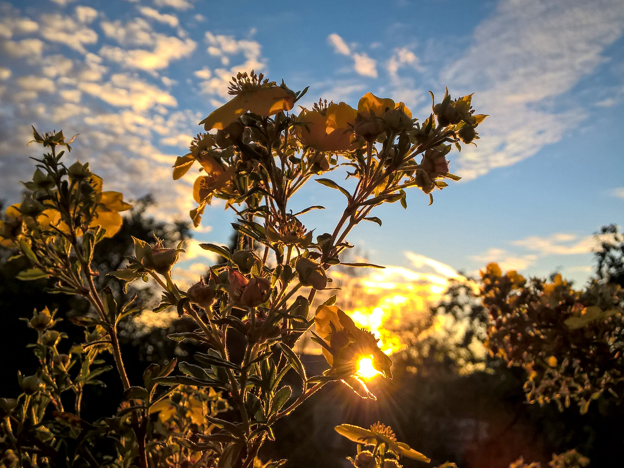Nokia Lumia 830 sample photo. Tundra rose photography