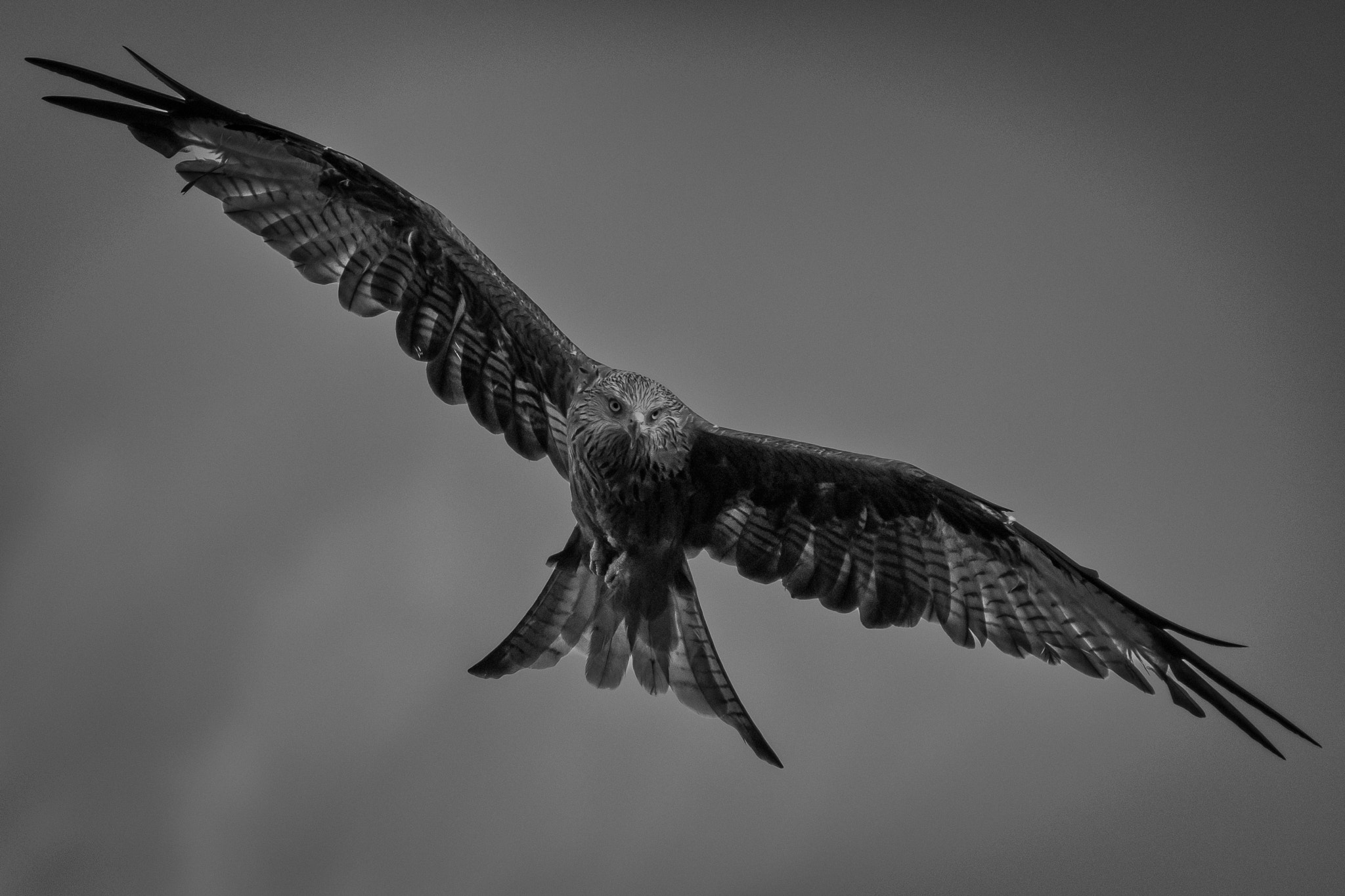 Sigma 70-300mm F4-5.6 APO DG Macro sample photo. Red kite prey photography