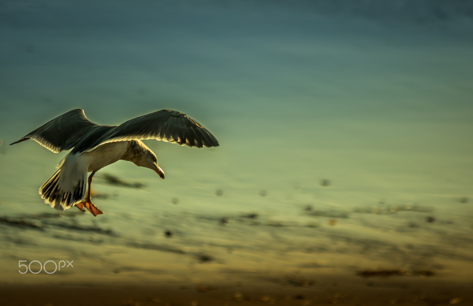 Canon EF 70-300mm F4-5.6 IS USM sample photo. Seagulls play photography