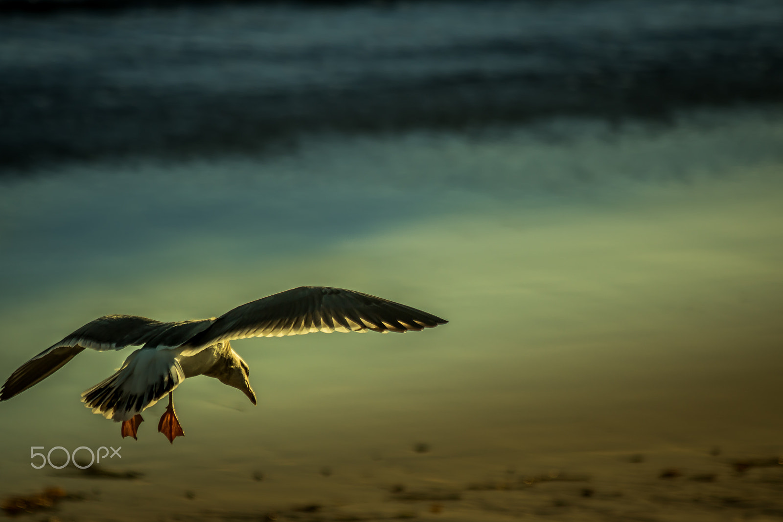 Canon EF 70-300mm F4-5.6 IS USM sample photo. Seagulls play photography