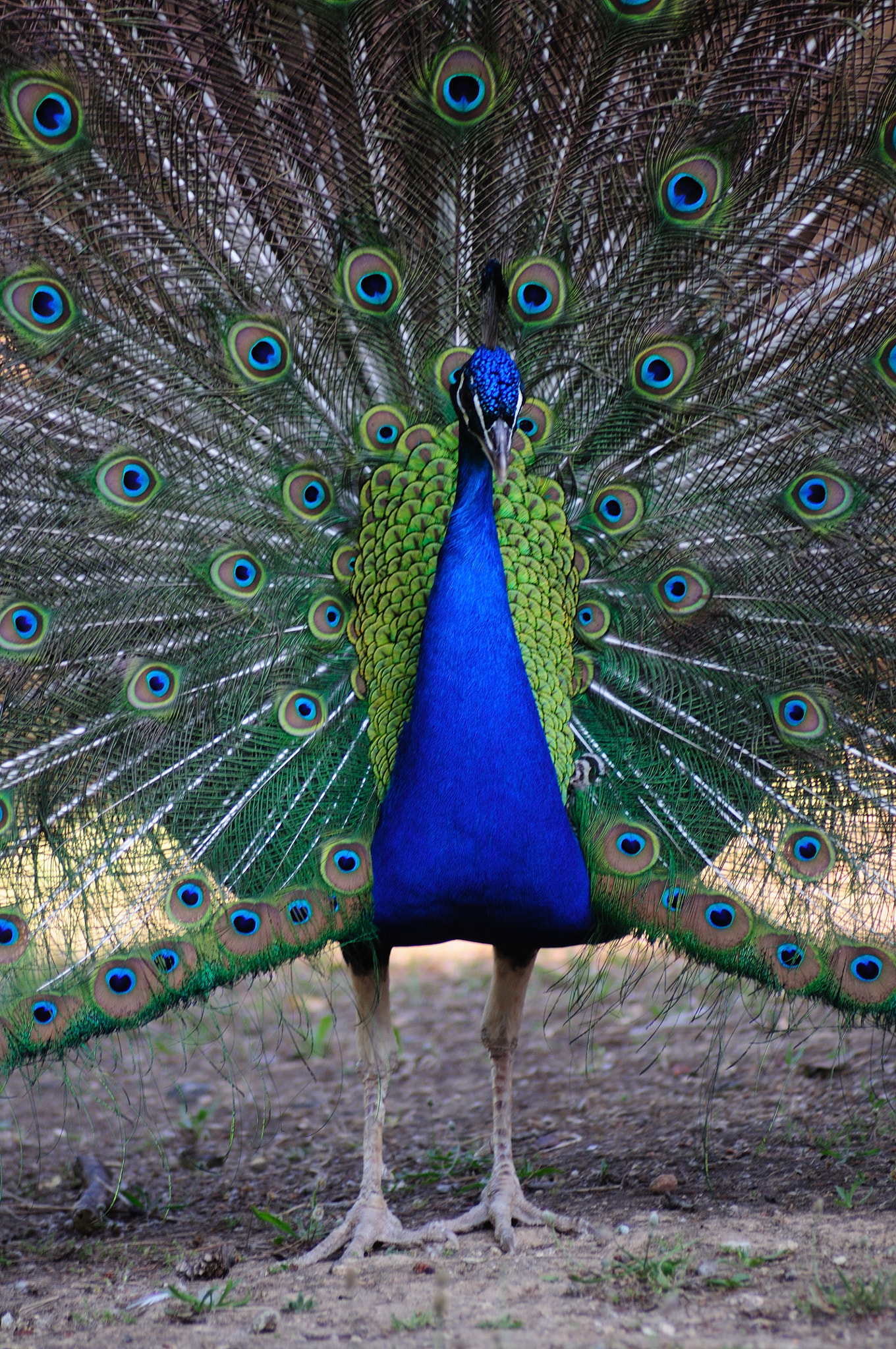 Sigma 70-300mm F4-5.6 APO Macro Super II sample photo. Peacock in the park, sardinia photography