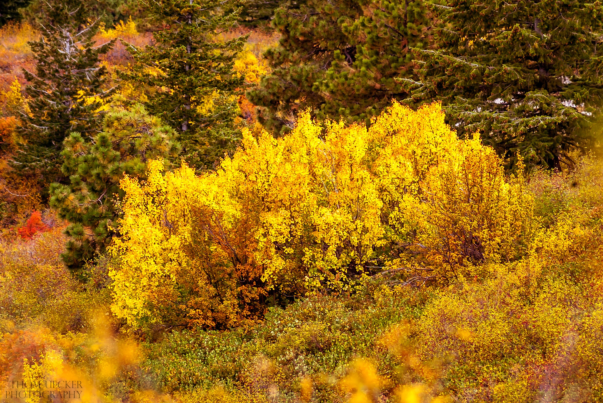 Canon EOS-1D sample photo. Fall colors at bogus basin. located in boise, idaho photography