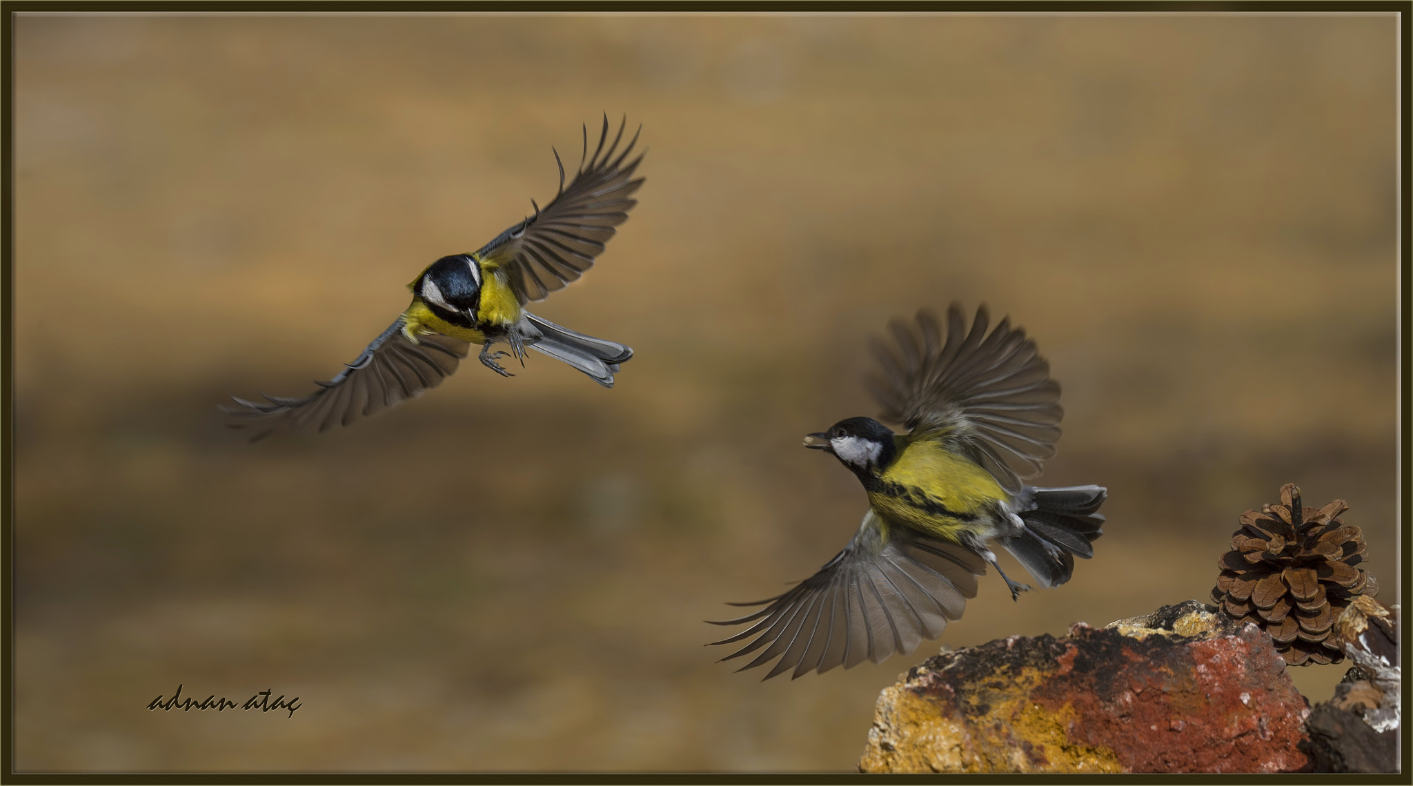 Sigma 150-600mm F5-6.3 DG OS HSM | S sample photo. Büyük baştankara - parus major - great tit photography