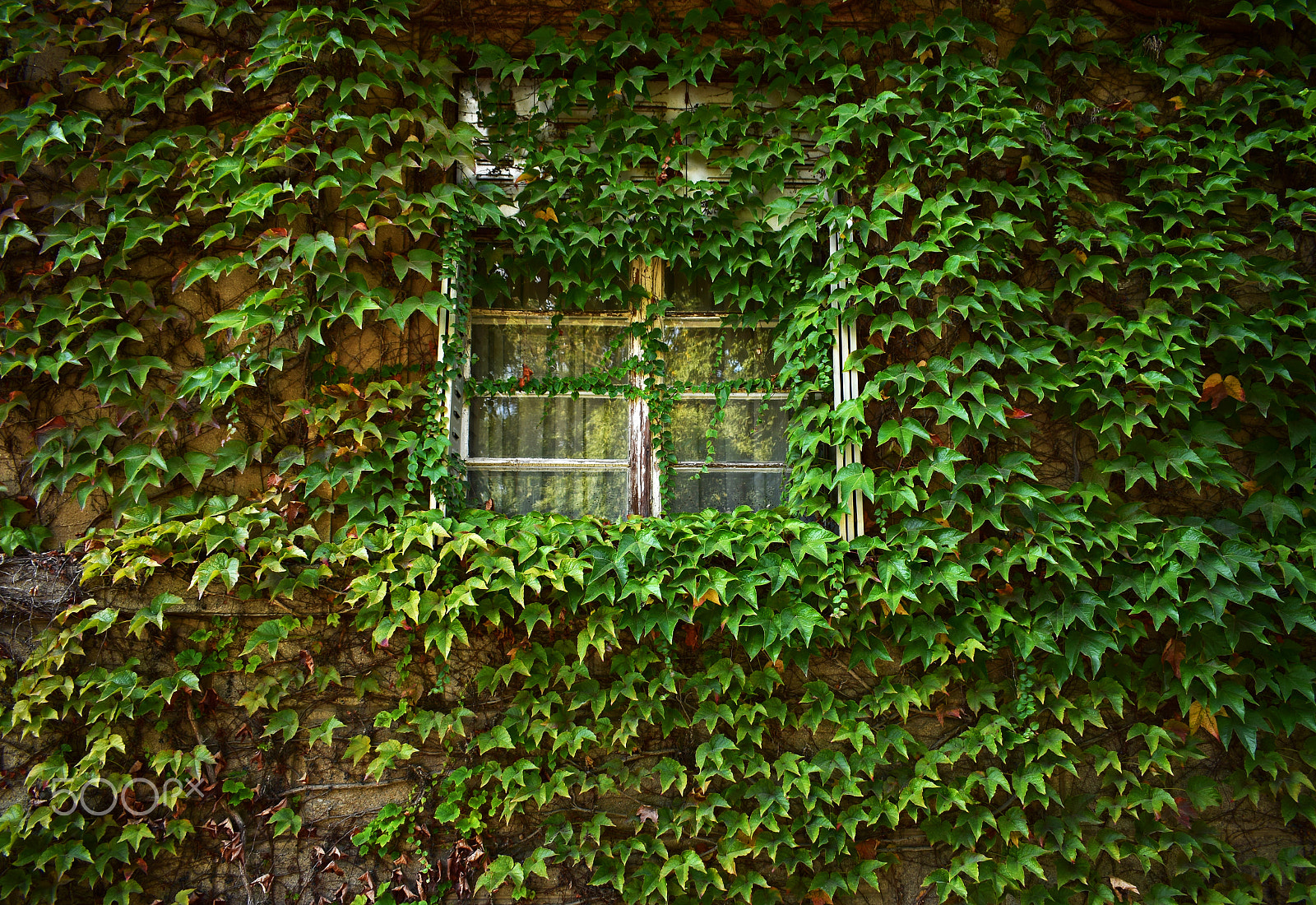 Nikon D3300 sample photo. Old house covered by virginia creeper photography