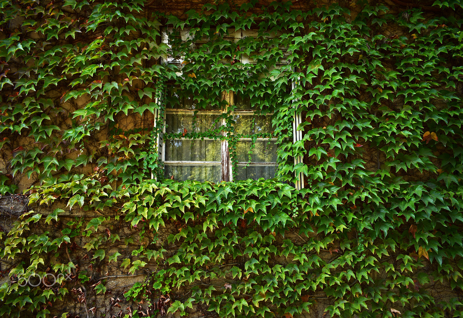 AF Zoom-Nikkor 35-70mm f/3.3-4.5 N sample photo. Old house covered by virginia creeper photography
