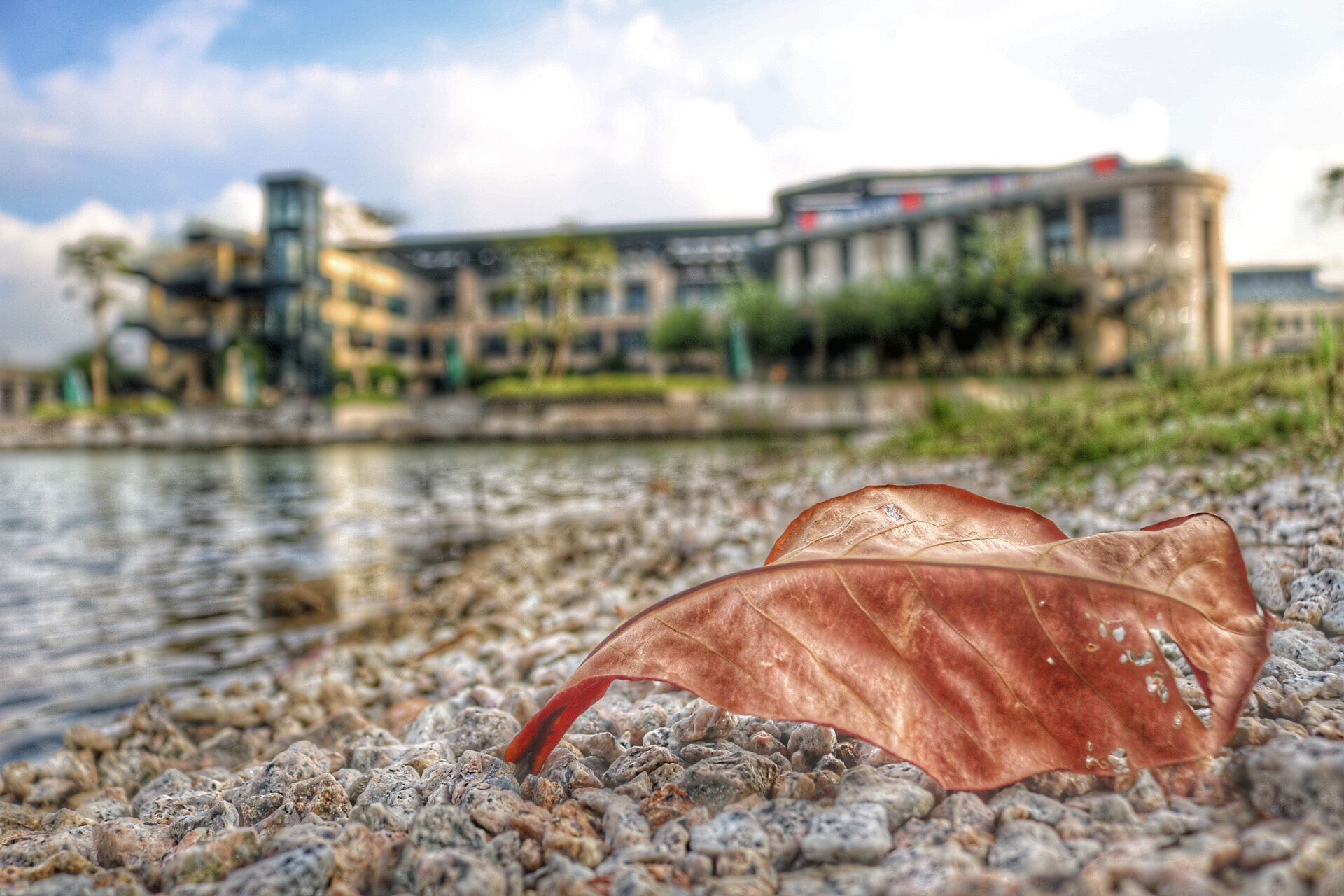 Canon EOS 760D (EOS Rebel T6s / EOS 8000D) sample photo. The leaf!! photography