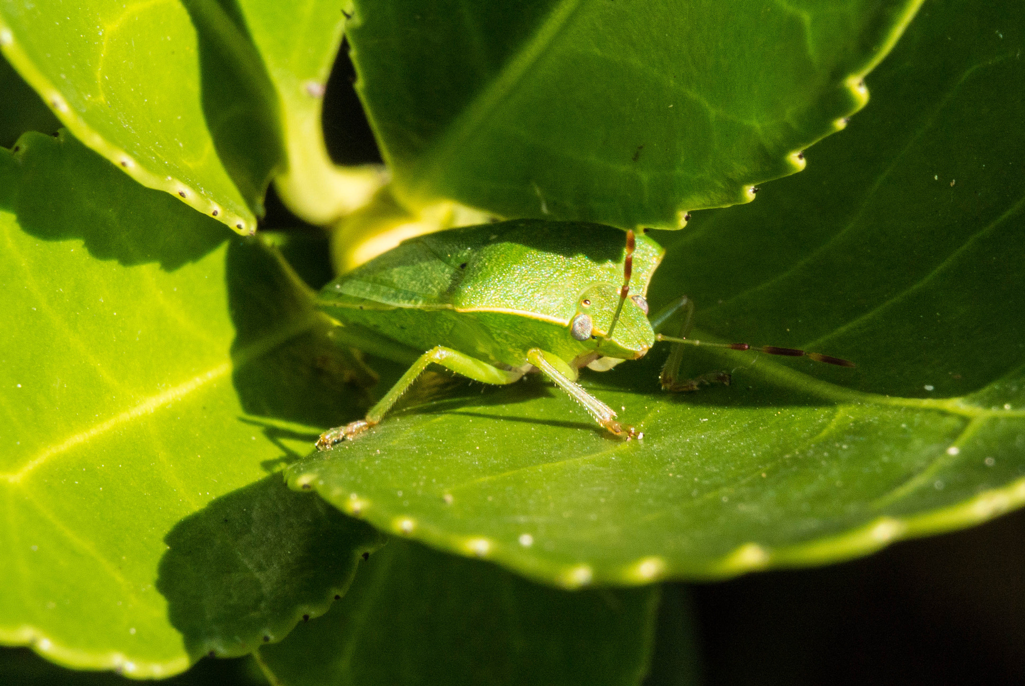 Nikon 1 Nikkor VR 30-110mm F3.8-5.6 sample photo. Little green friend photography