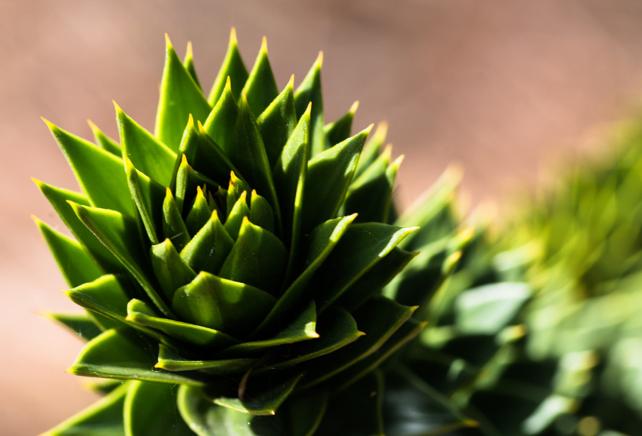 Pentax smc D-FA 100mm F2.8 Macro WR sample photo. Puzzling branch photography