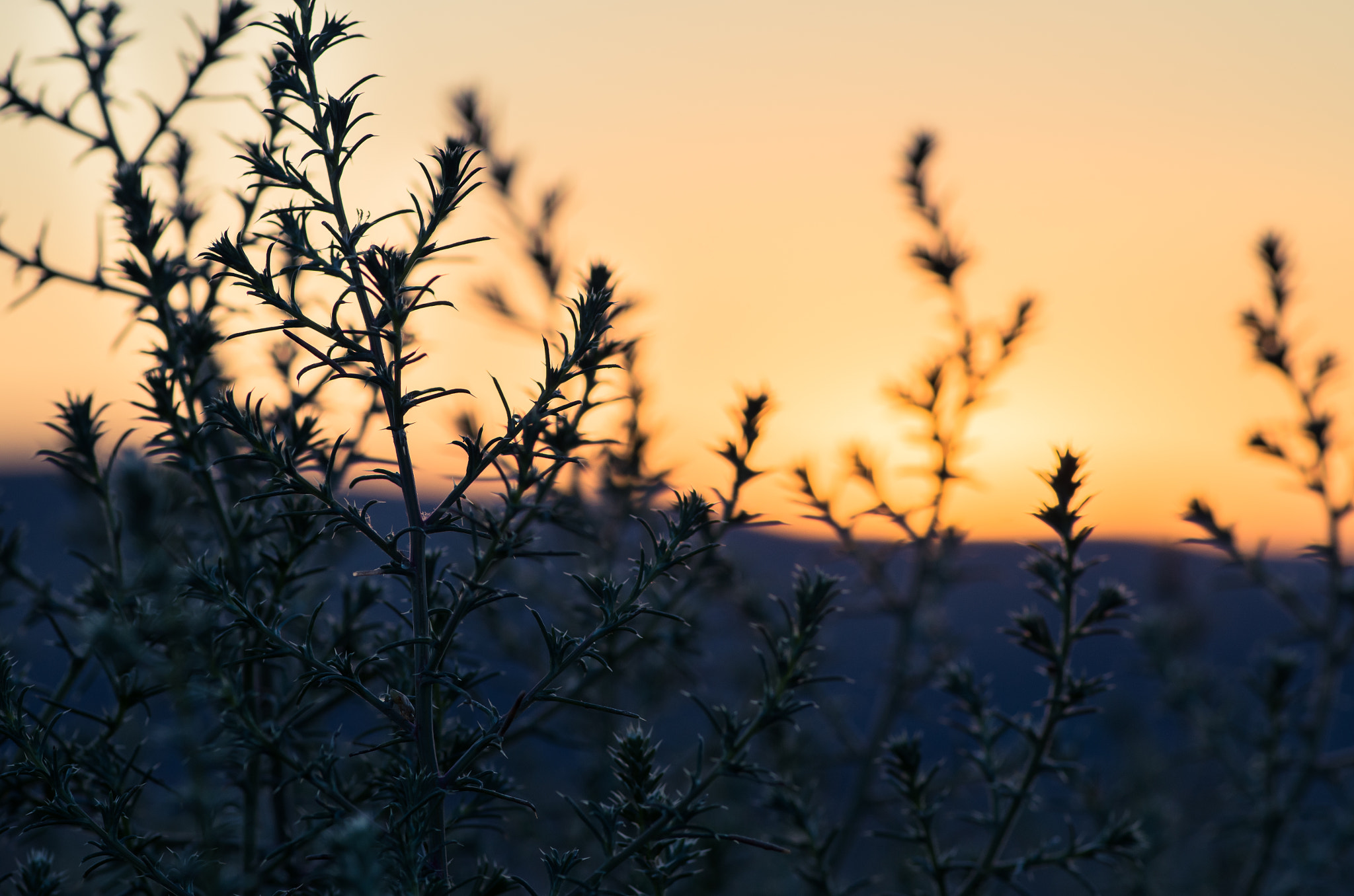 Pentax smc D-FA 100mm F2.8 Macro WR sample photo. Sagebrush sunset photography
